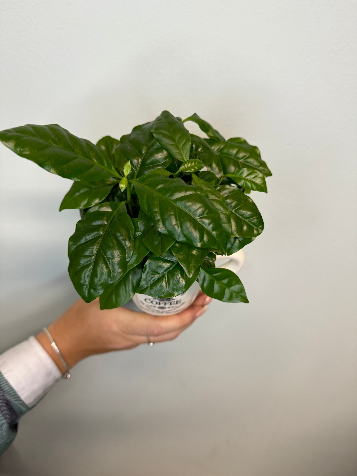 Coffee Plant & Mug