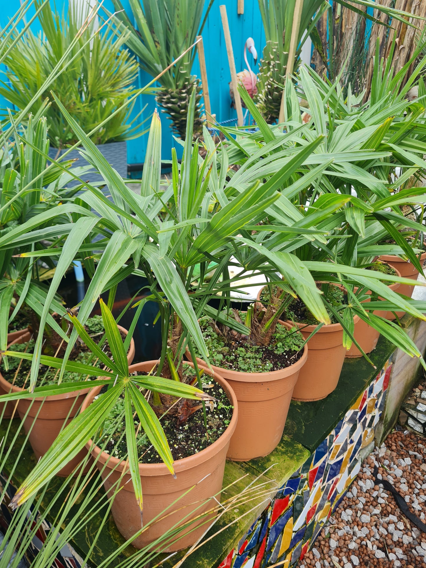 Tracycarpus Fortunei X Nanus 7L Pot