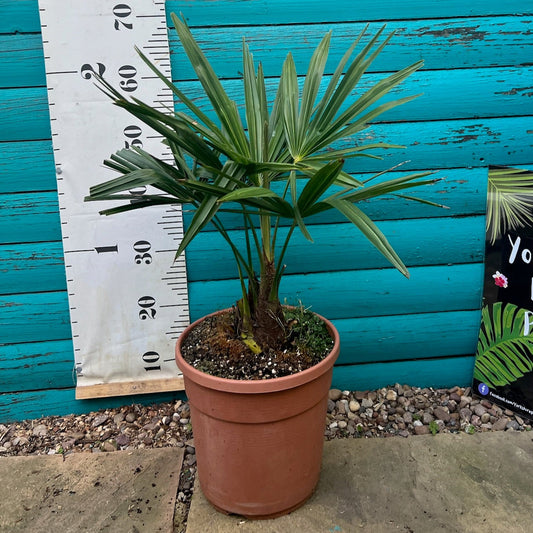 Tracycarpus Fortunei X Nanus 7L Pot
