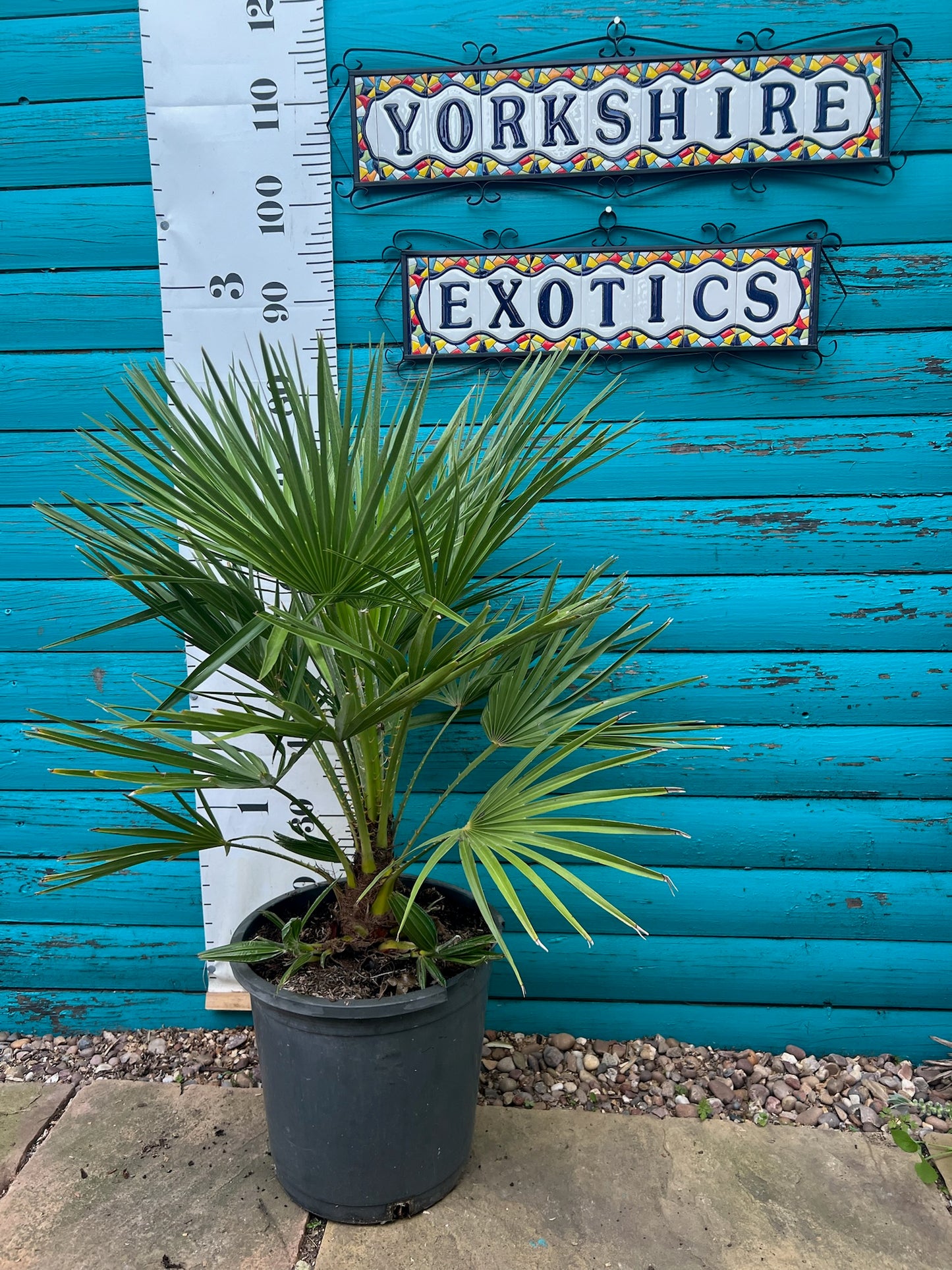 Chamaerops Humilis