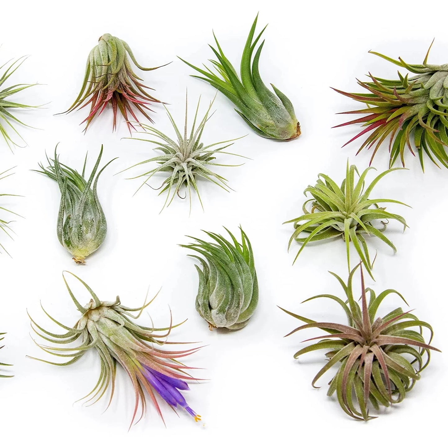 Air Plants - Tillandsia (Random Mix)