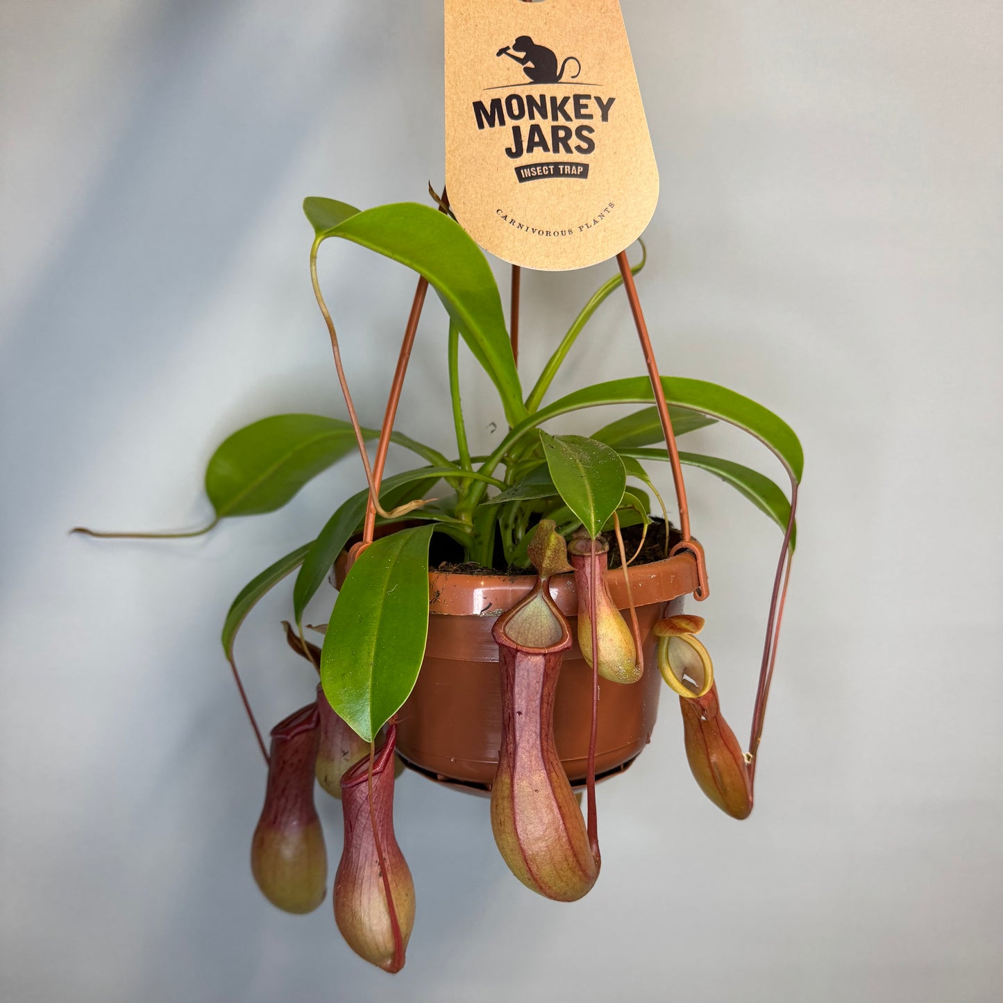 Hanging Monkey Jar - Pitcher Plant