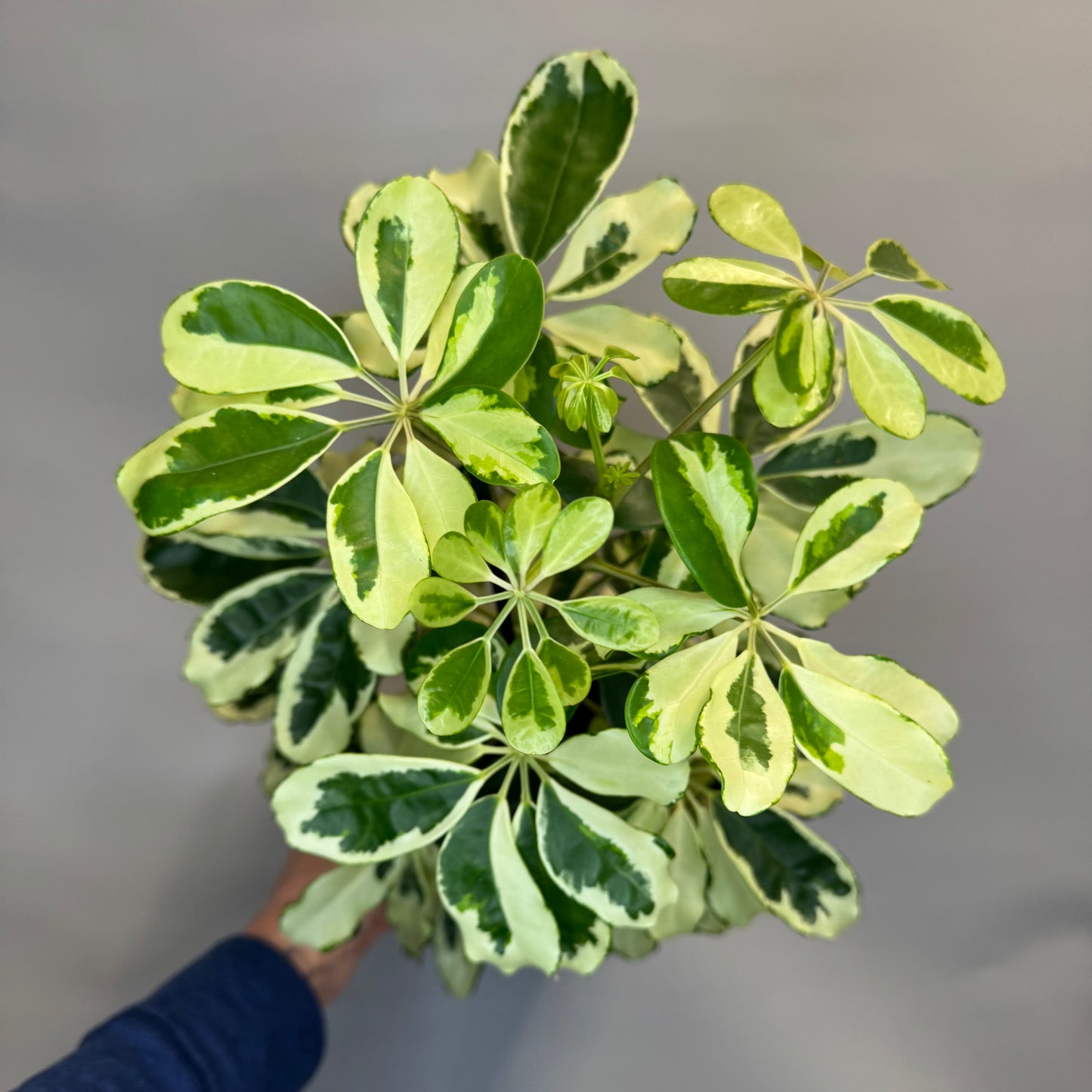 Dwarf Umbrella Tree Charlotte