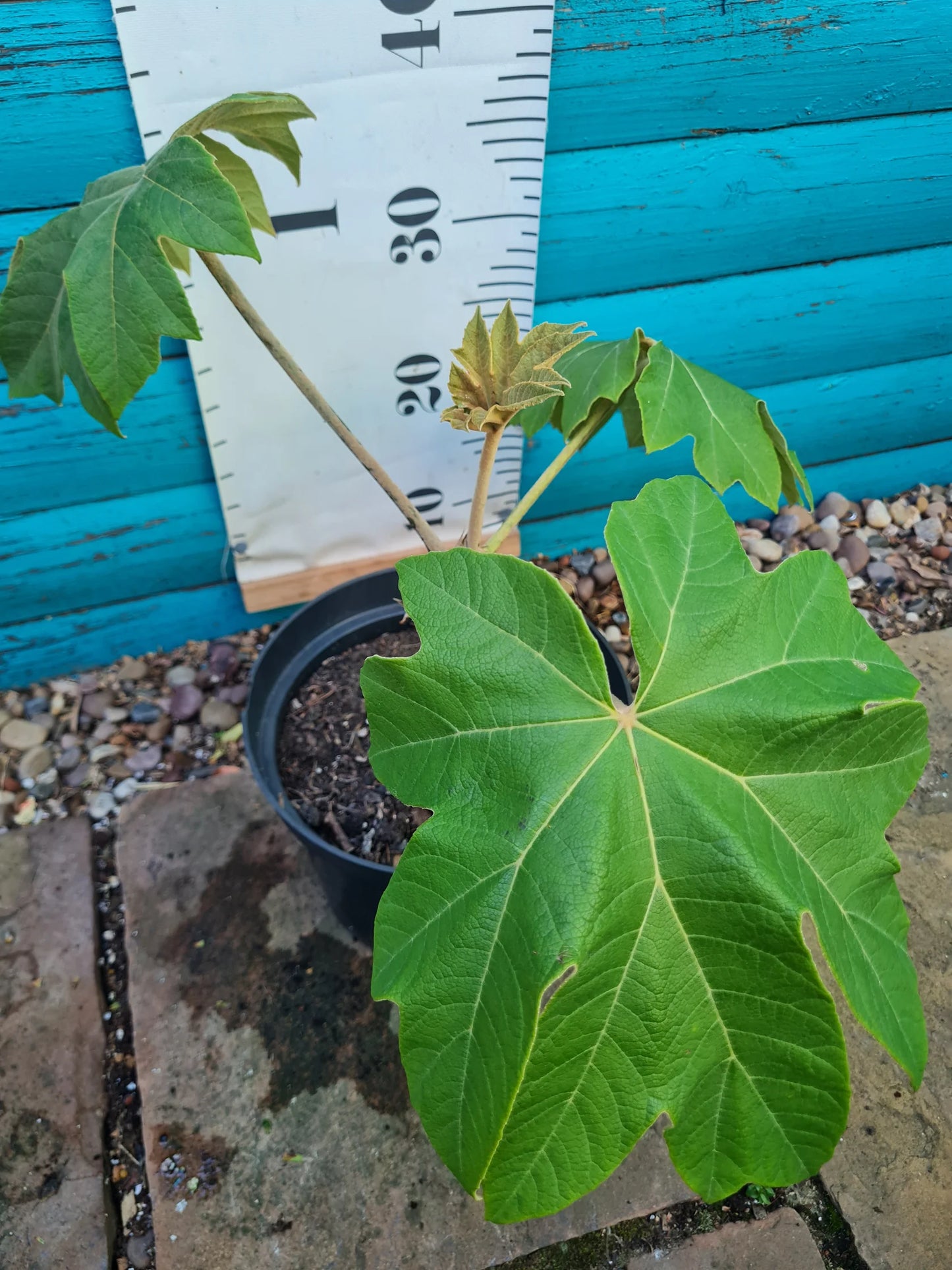 Tetrapanax Papyrifer 10L