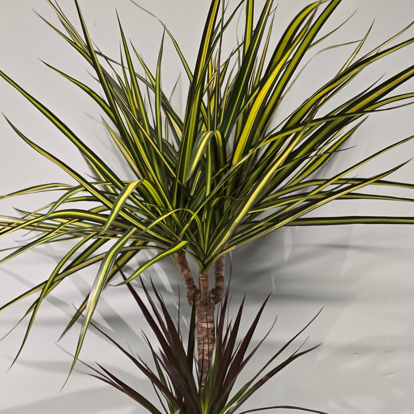 Dracaena Mixed Pot
