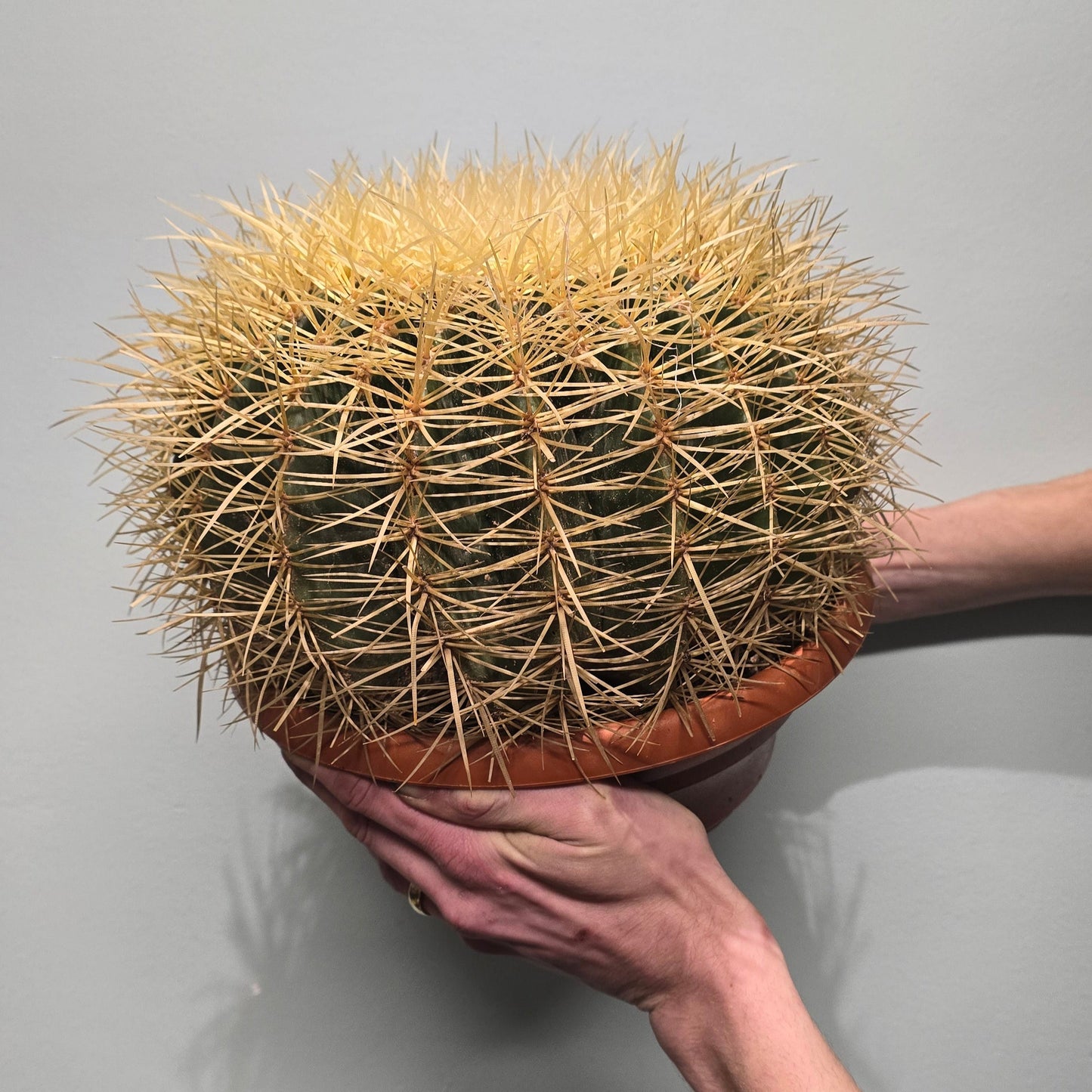 Golden Barrel Cactus - XLarge