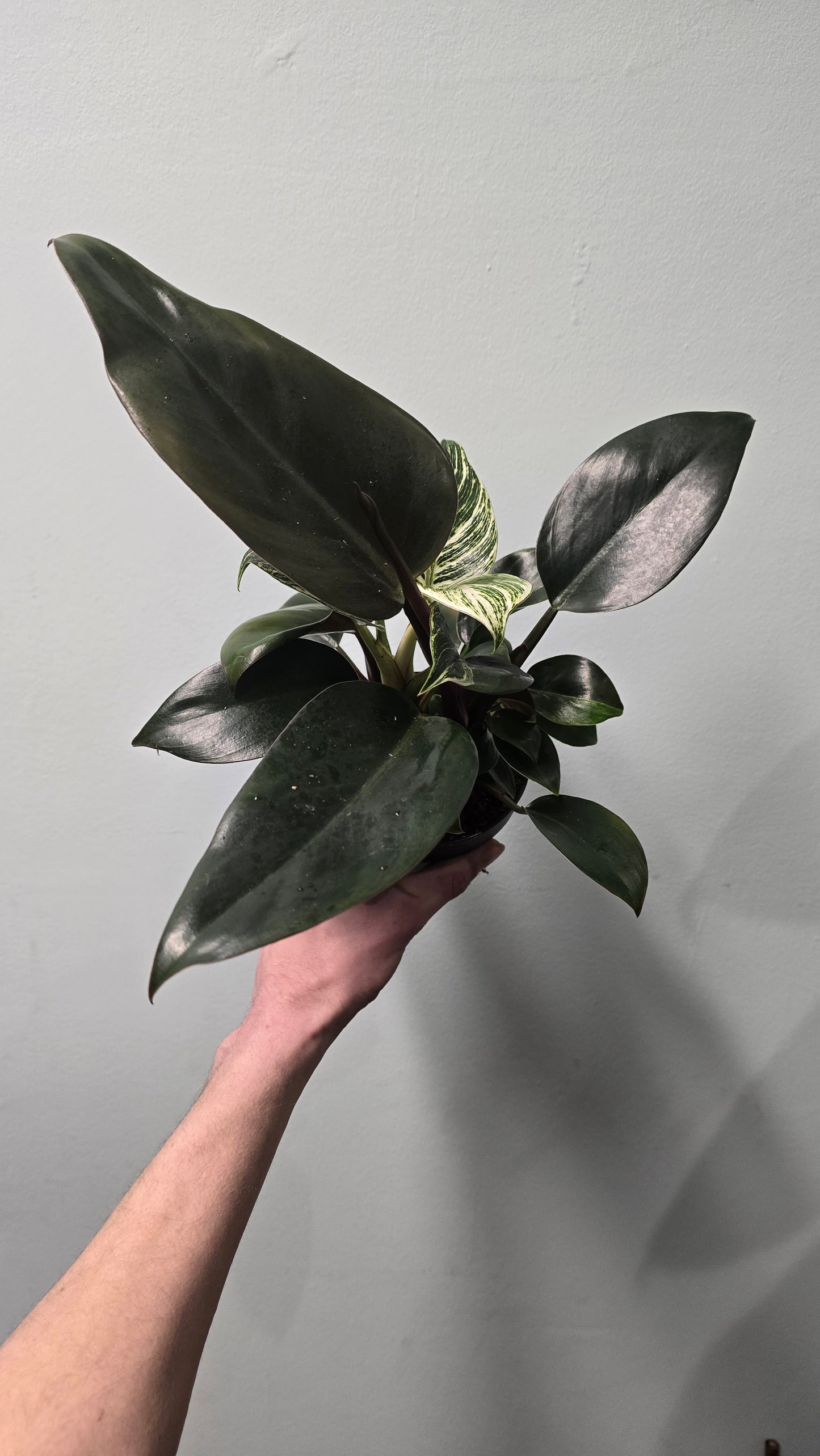 Philodendron Birkin - Inverted