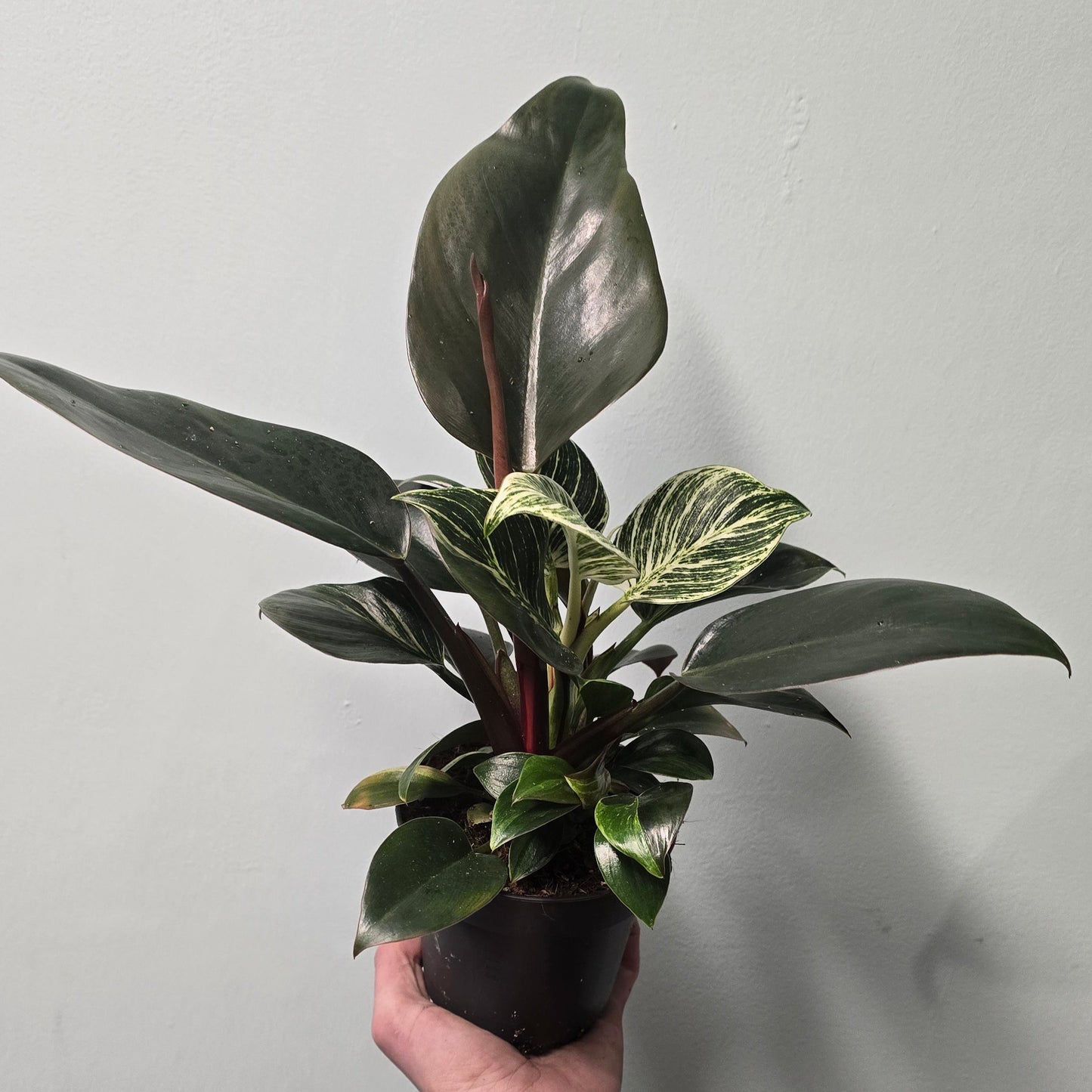 Philodendron Birkin - Inverted