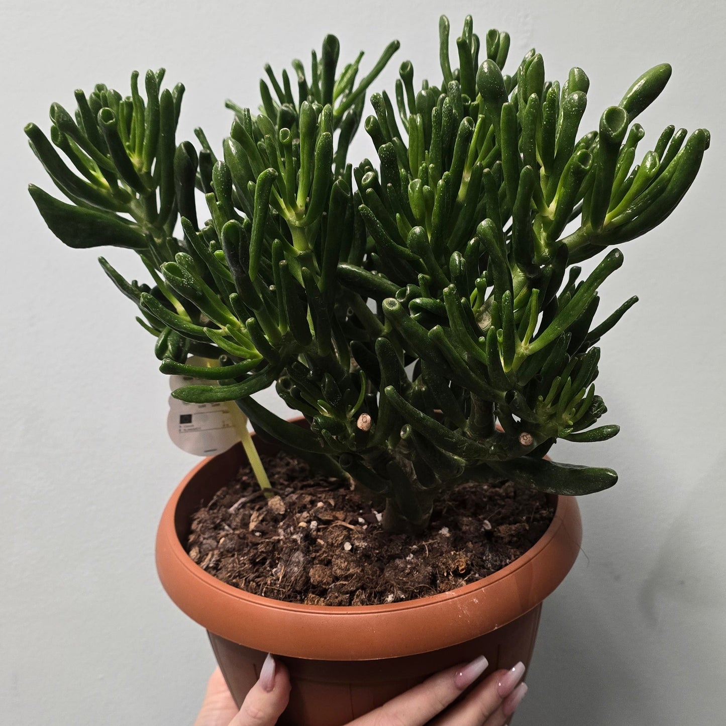 Crass Horn Tree (Crassula)