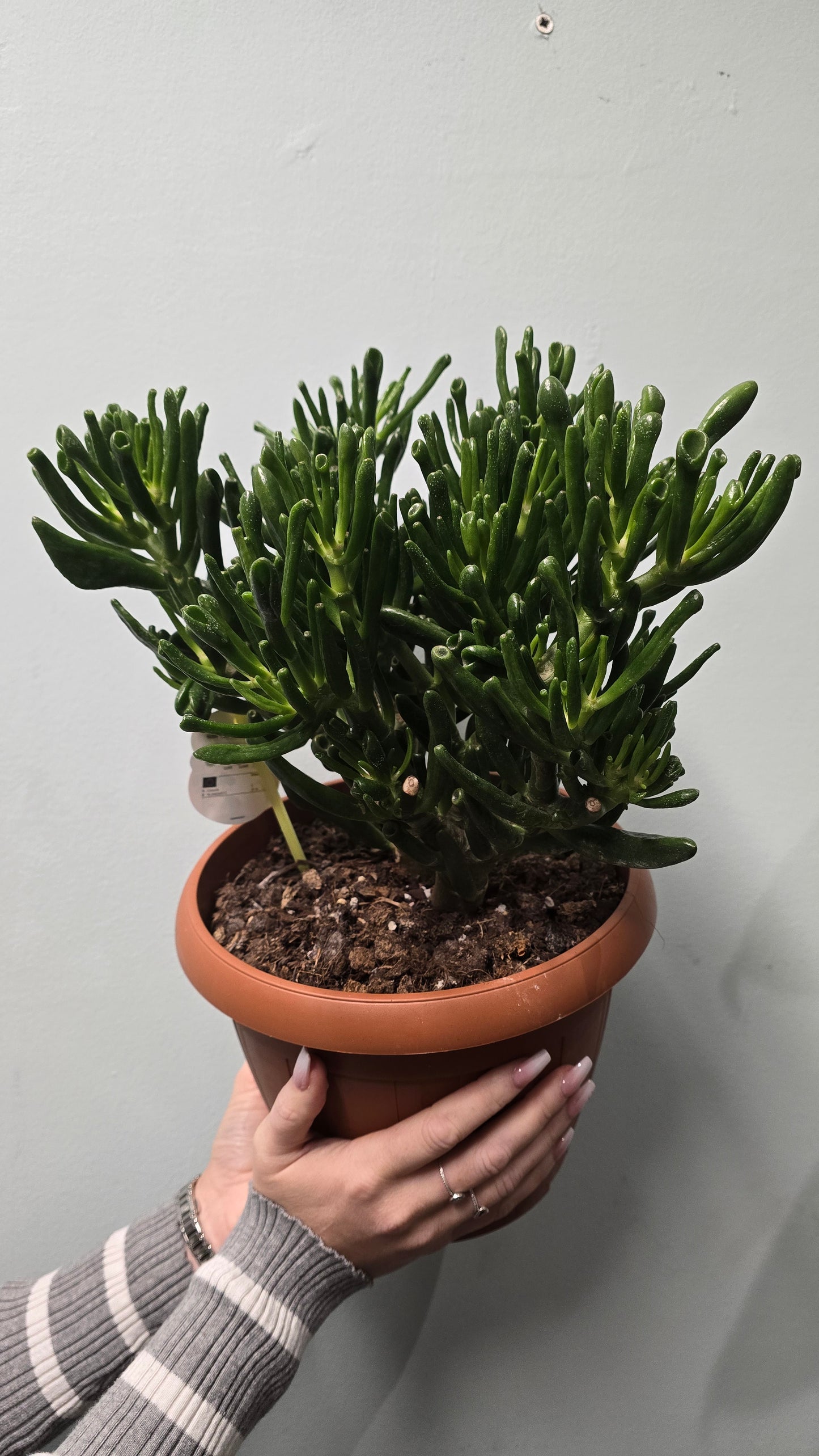 Crass Horn Tree (Crassula)