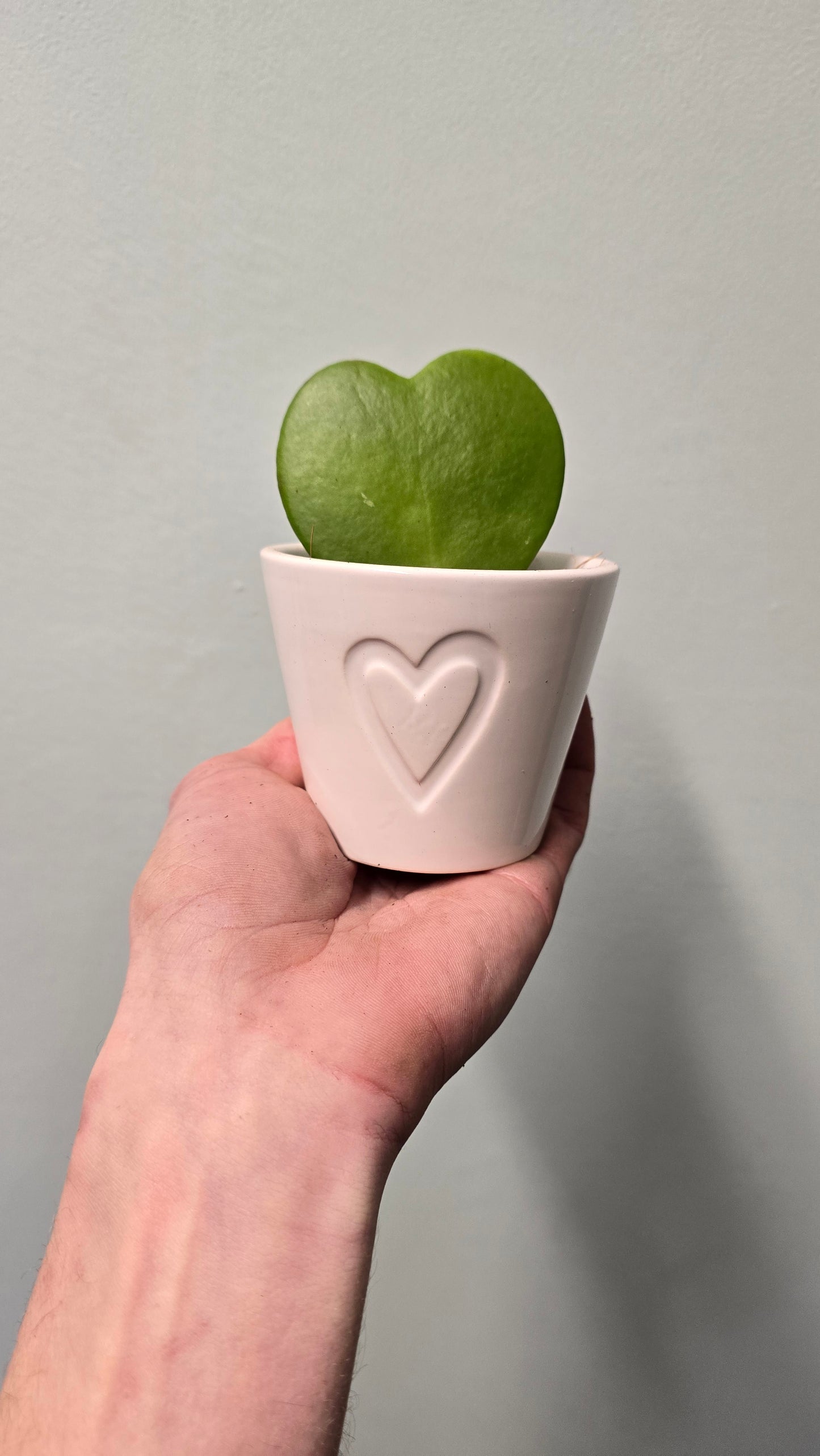 Small Hoya Heart & Pot