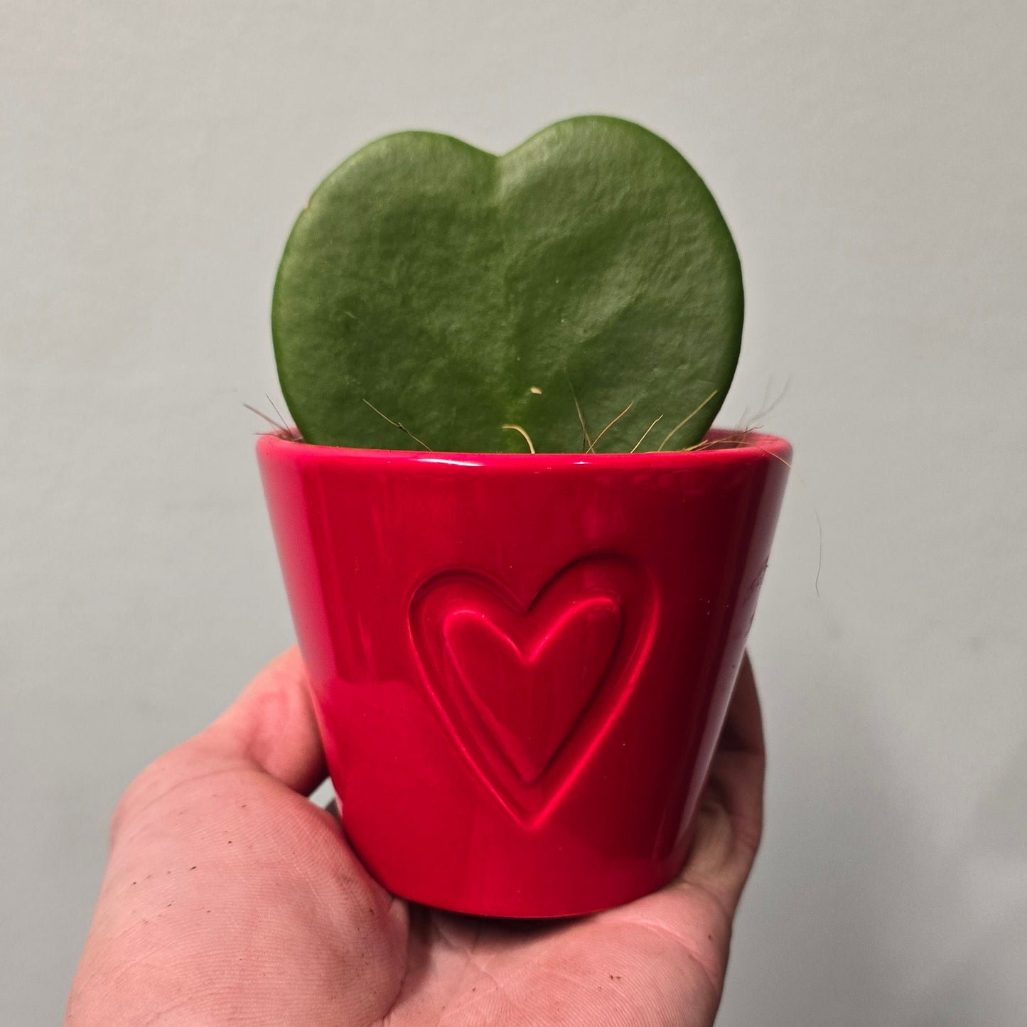 Small Hoya Heart & Pot