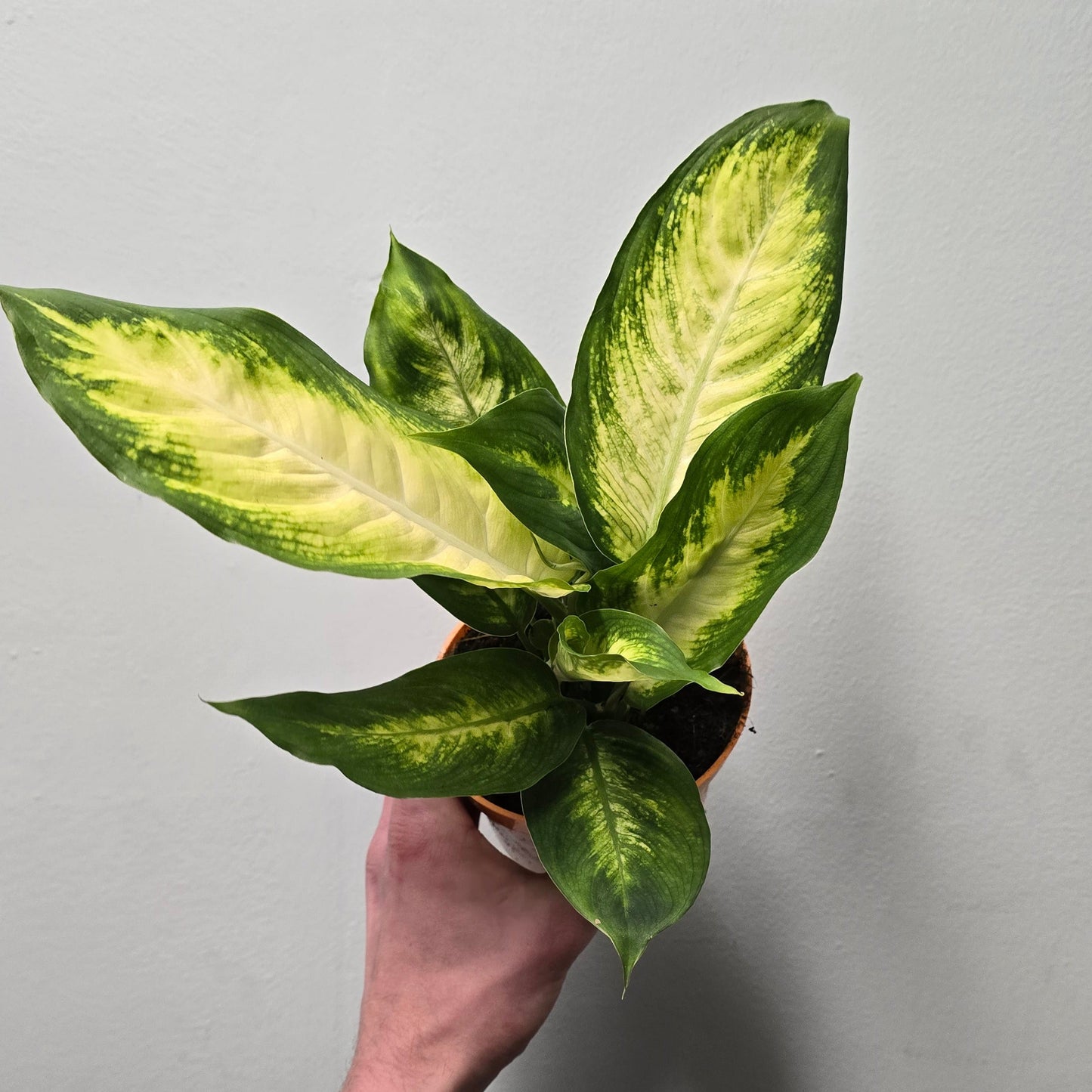 Amy - Dieffenbachia