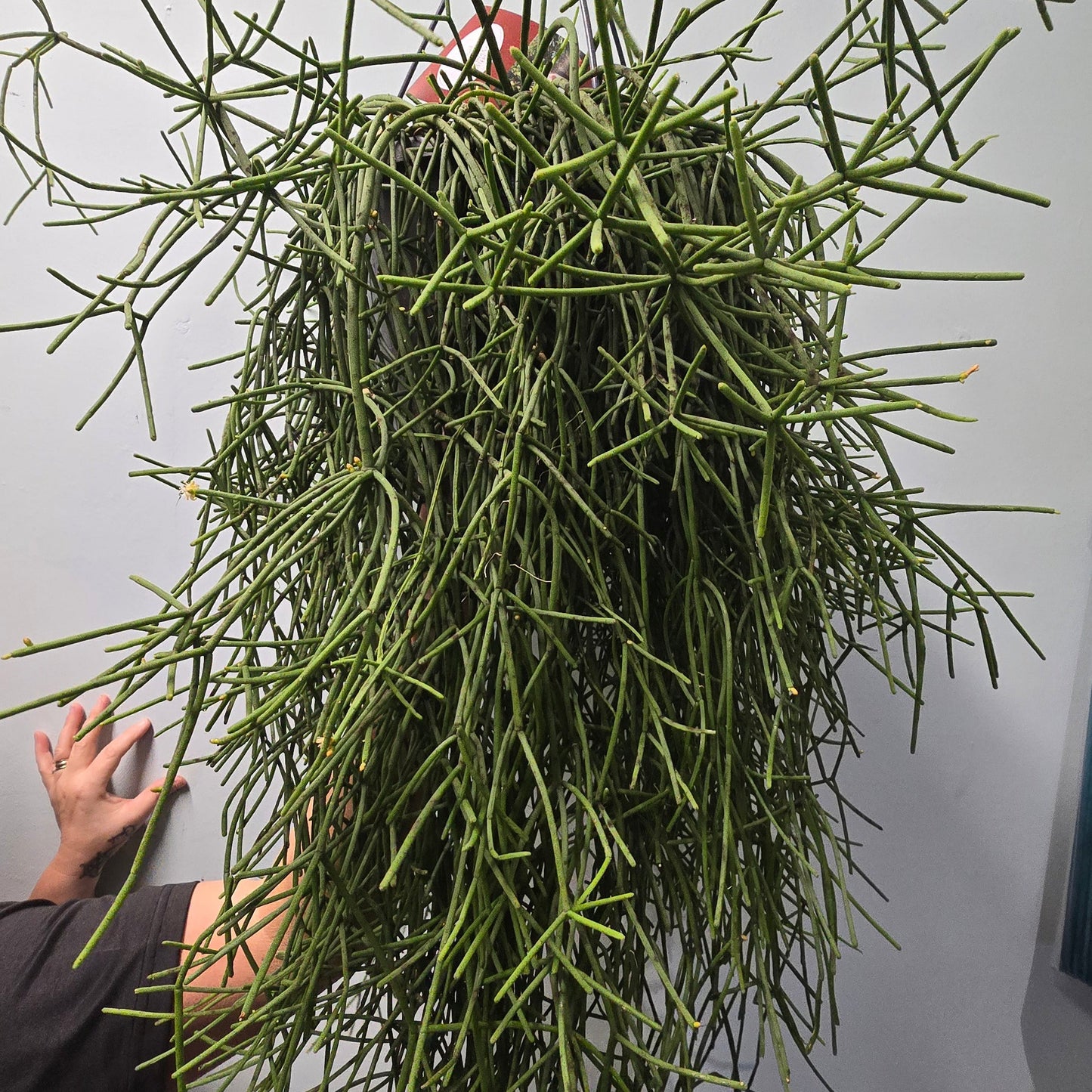 Large Hanging Rhipsalis - Mistletoe Cactus