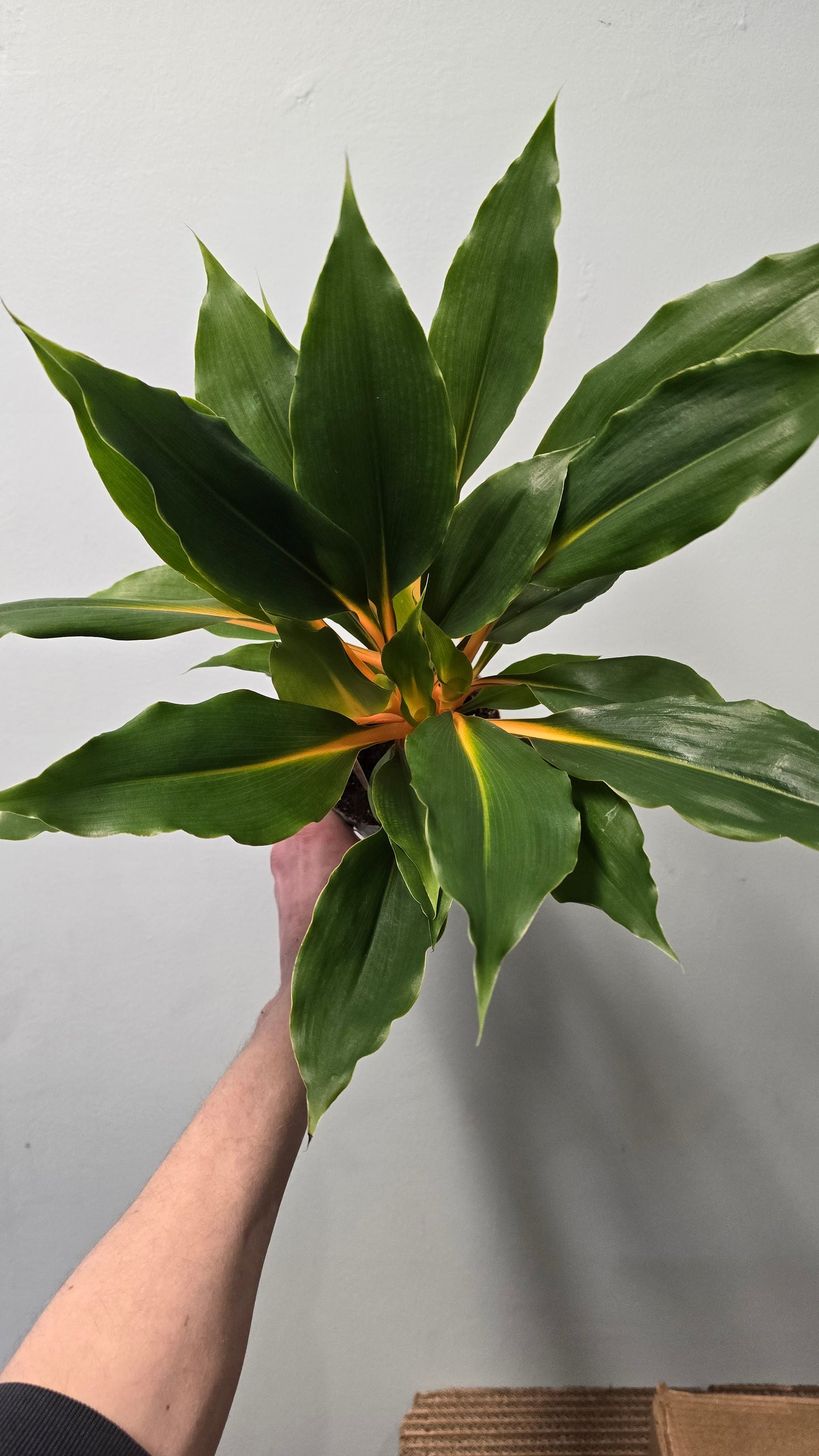 Orange Spider Plant