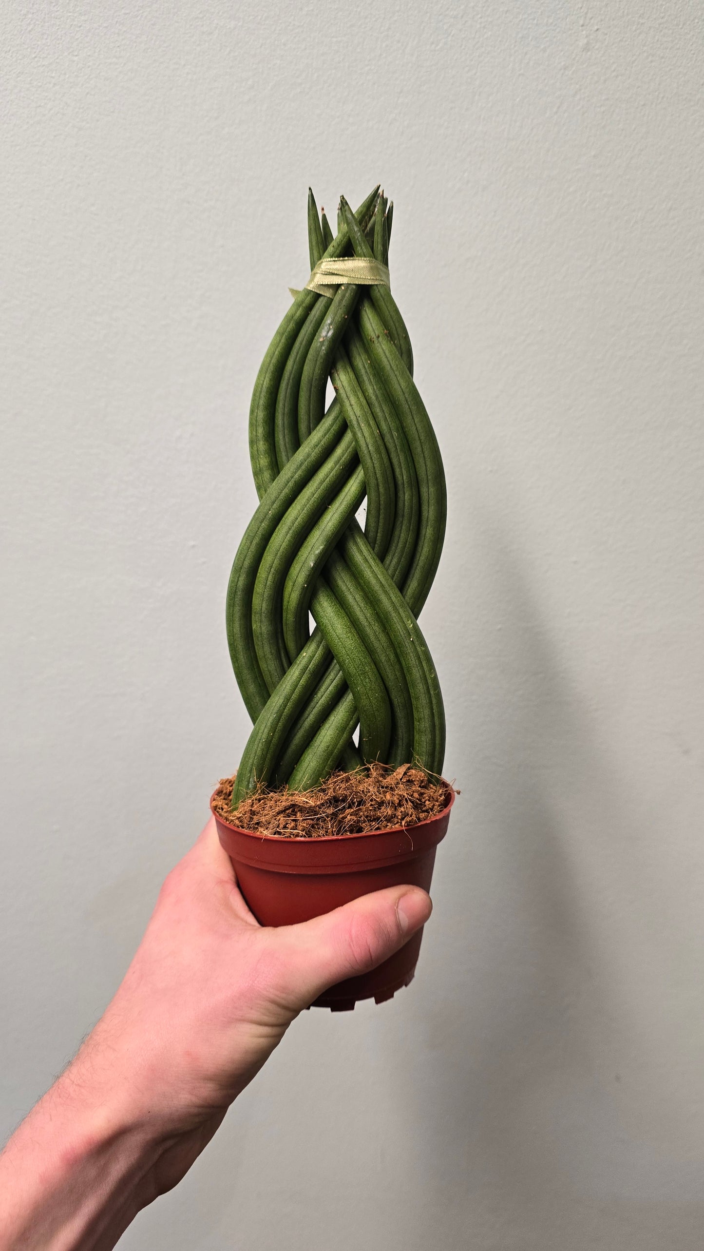 Braided Sansevieria - Snake Plant