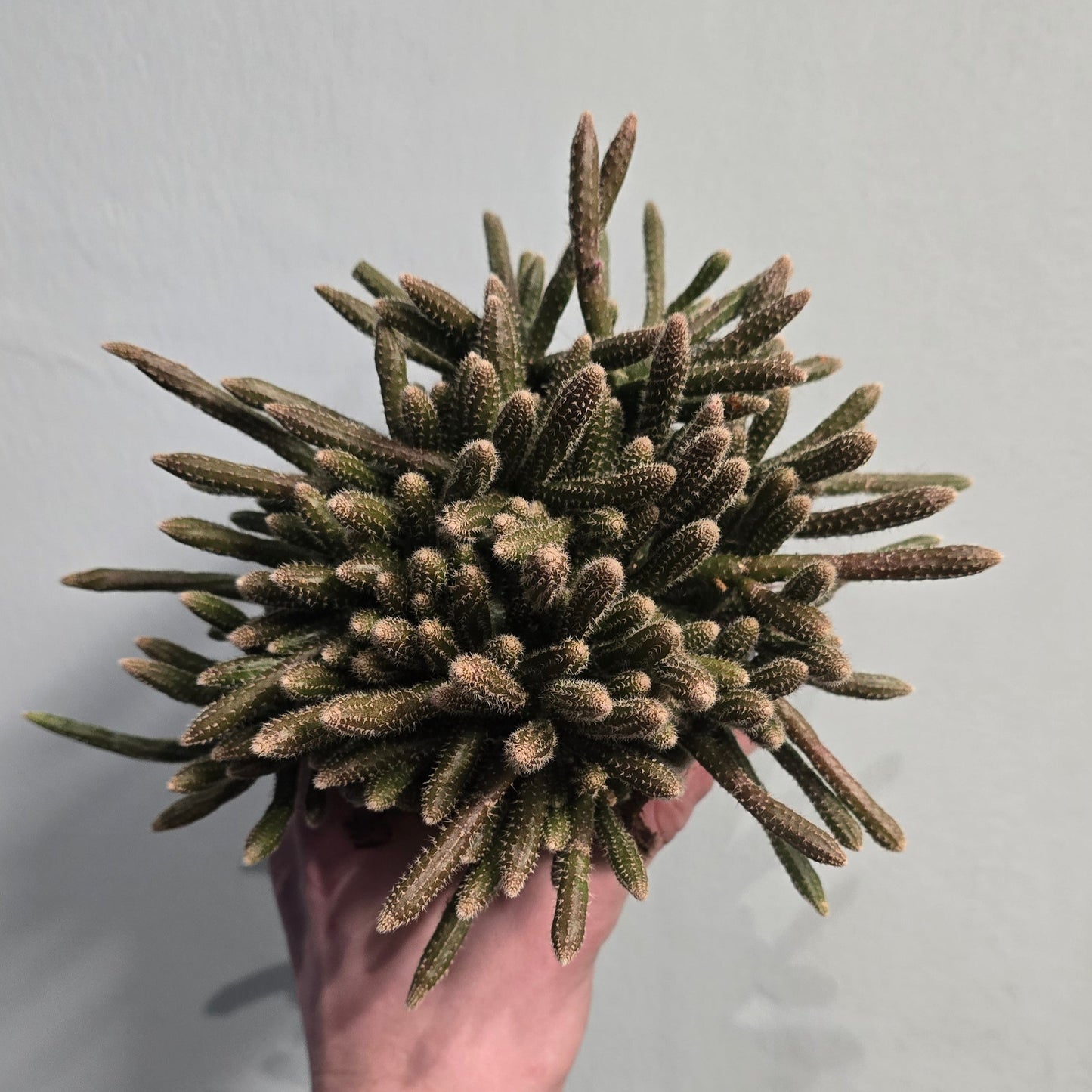 Rhipsalis Cactus - Mixed Varieties