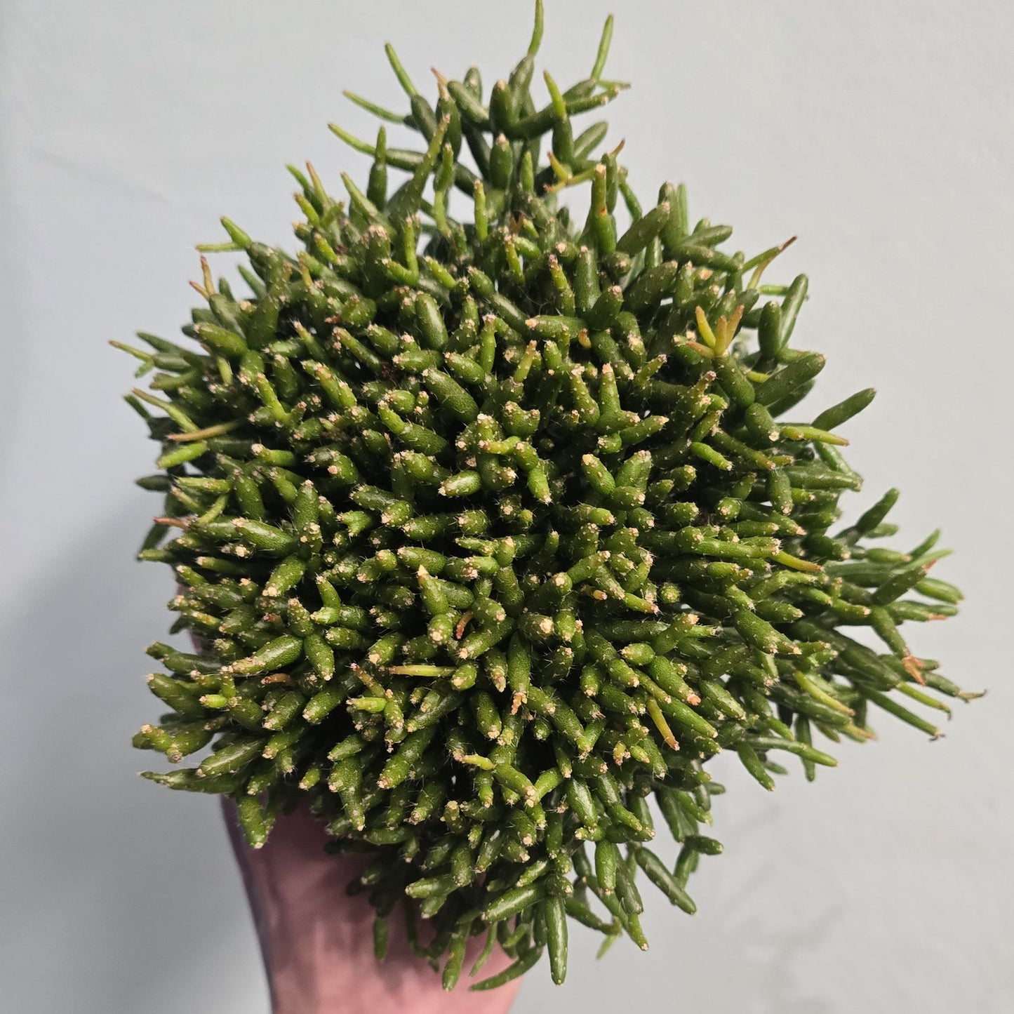 Rhipsalis Cactus - Mixed Varieties