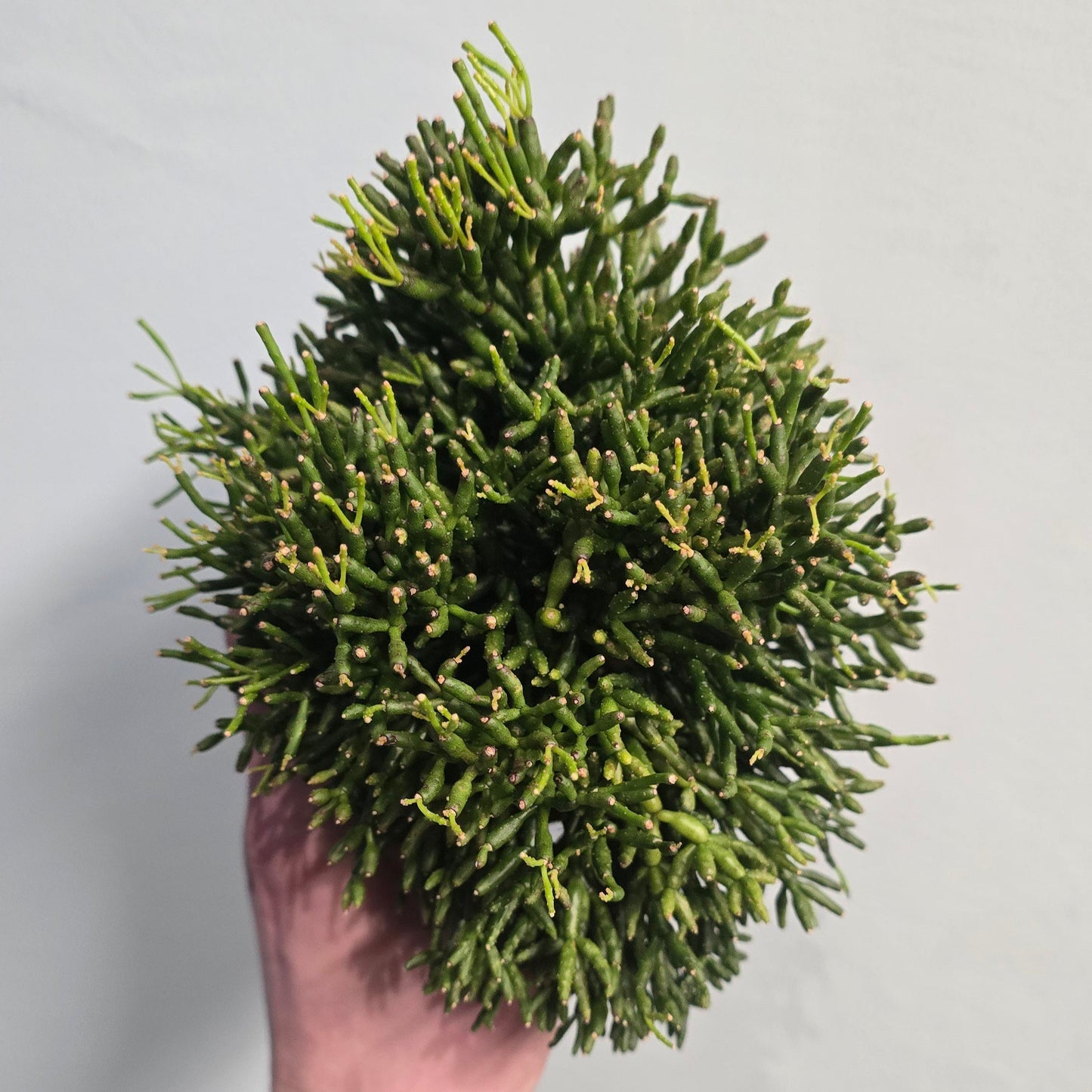 Rhipsalis Cactus - Mixed Varieties