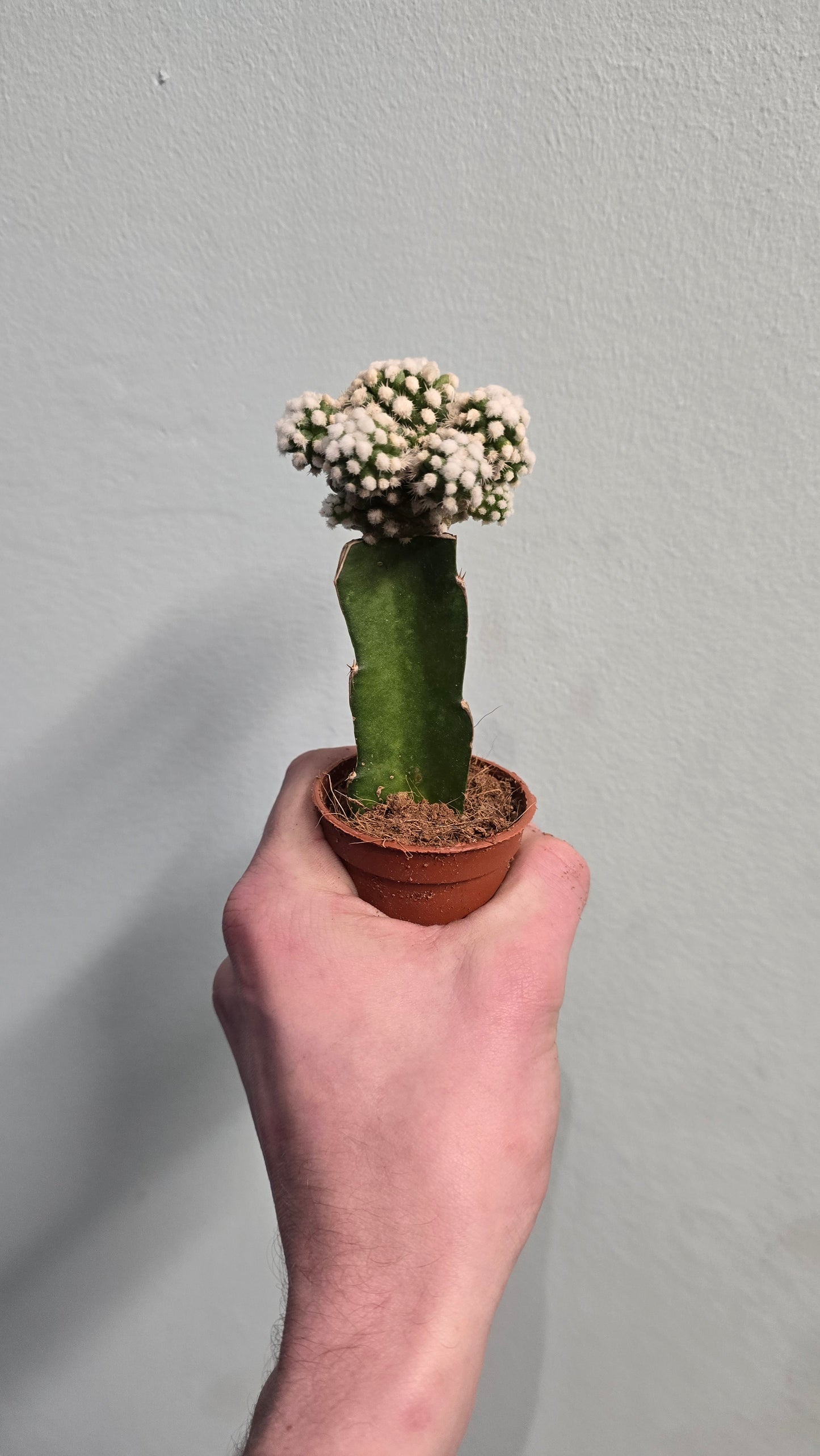 Mini Gymnocalycium Cactus - Colour Varieties