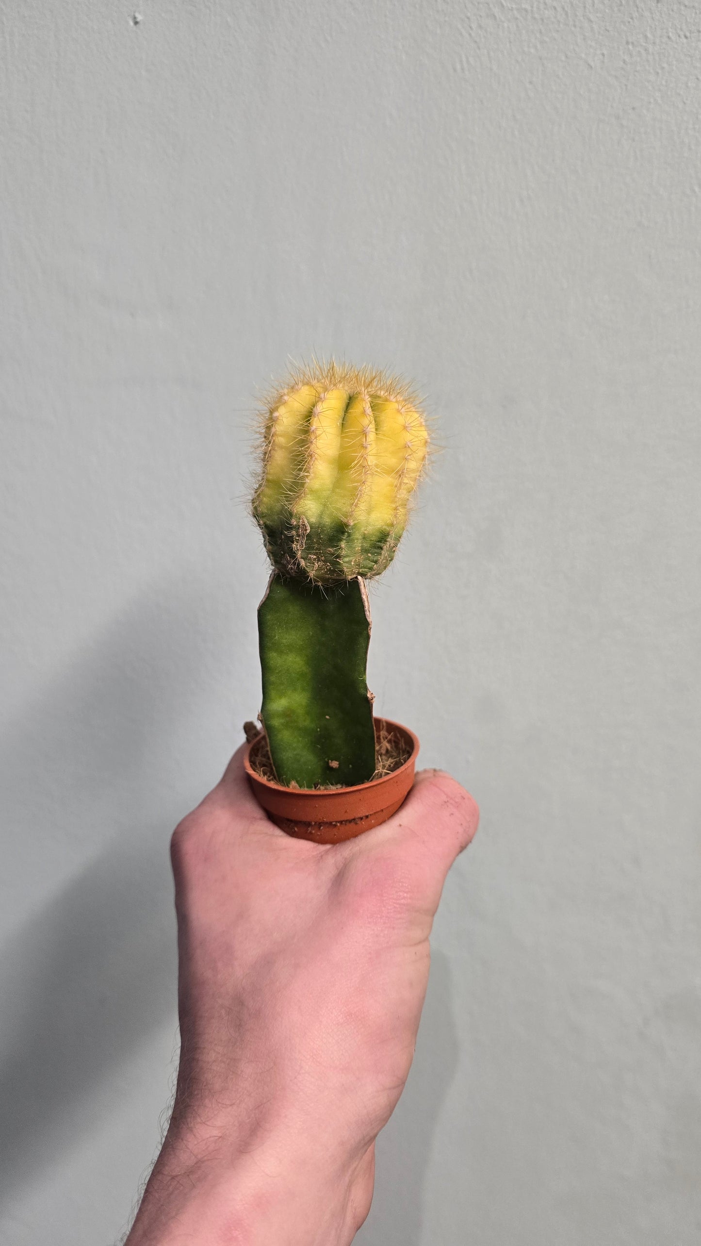 Mini Gymnocalycium Cactus - Colour Varieties