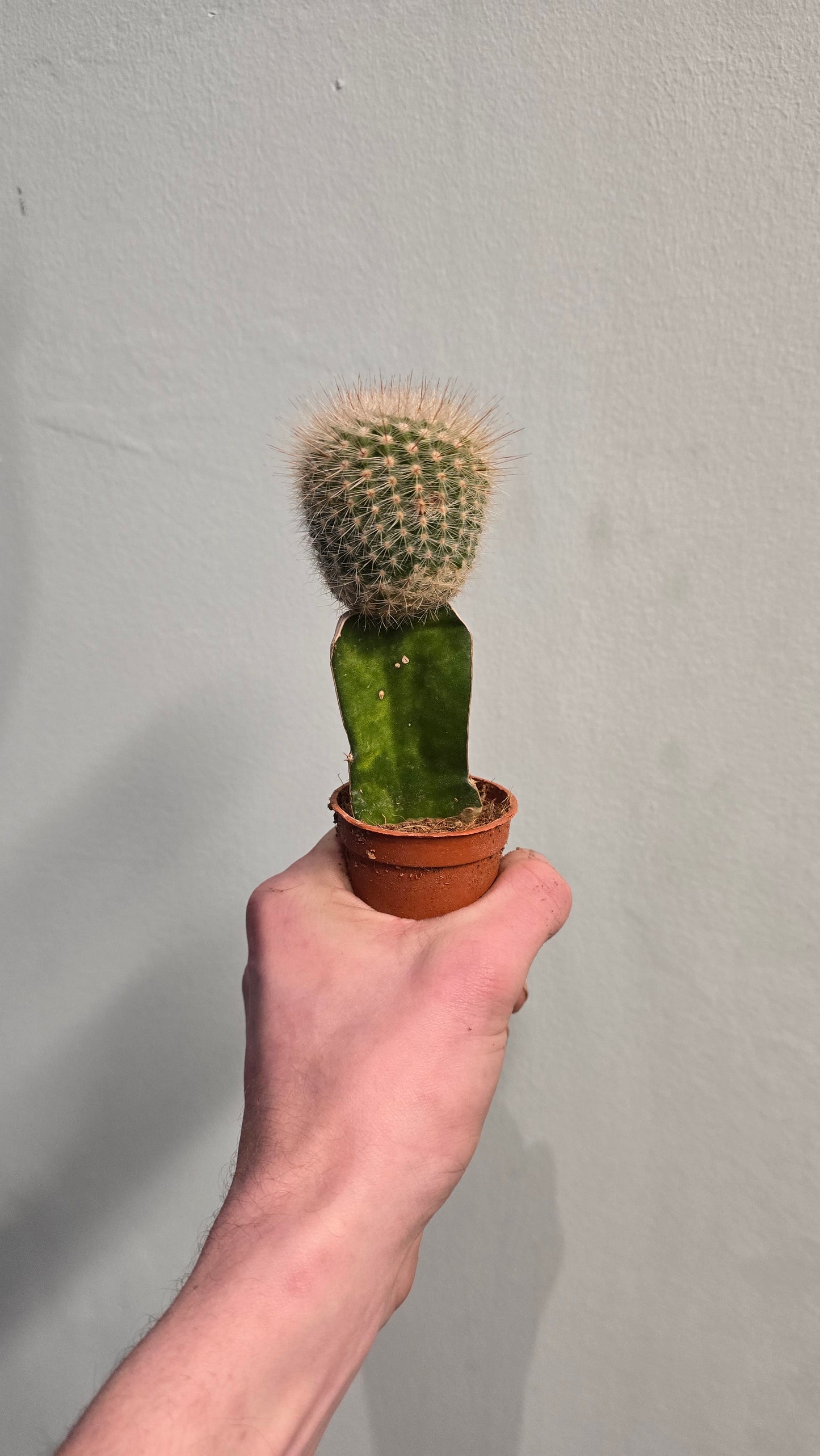 Mini Gymnocalycium Cactus - Colour Varieties