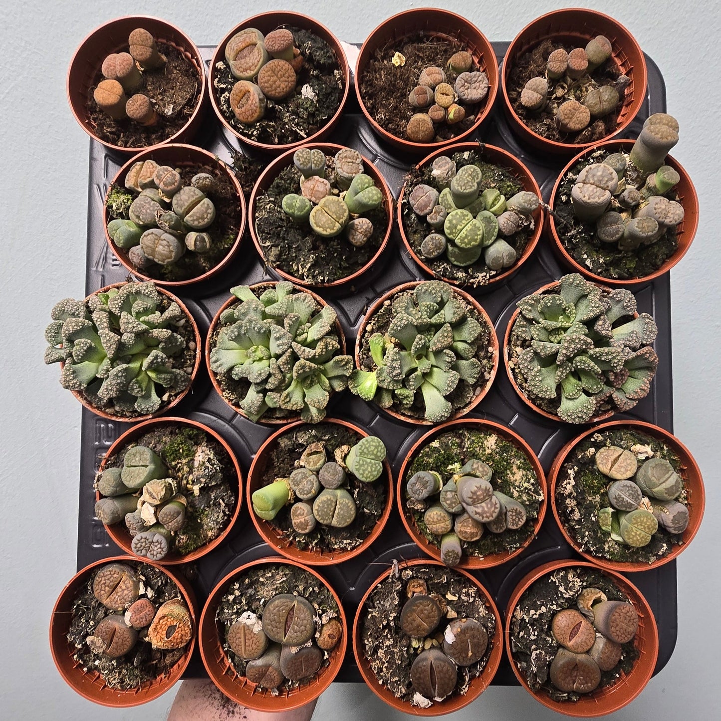 Mini Lithops - Living Stones (Mixed)