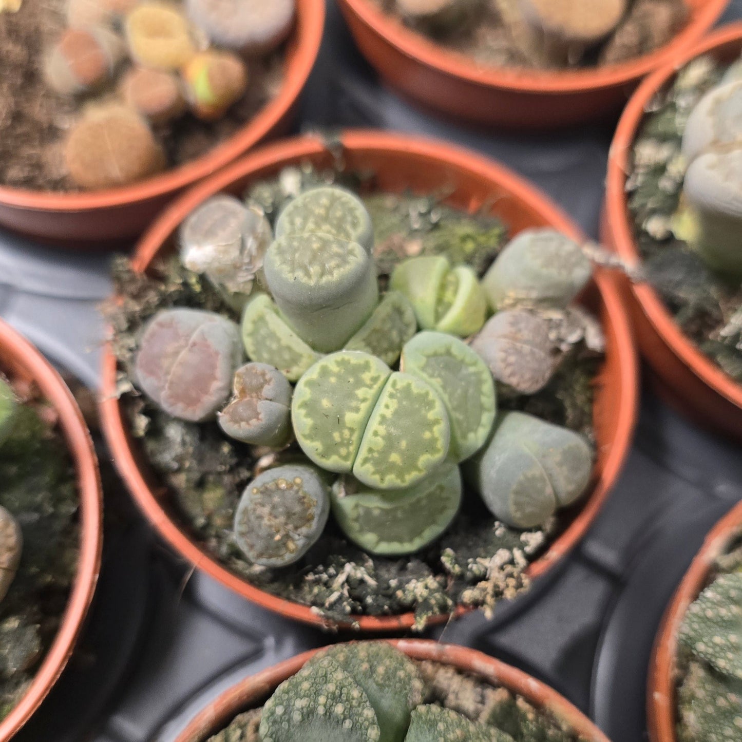 Mini Lithops - Living Stones (Mixed)