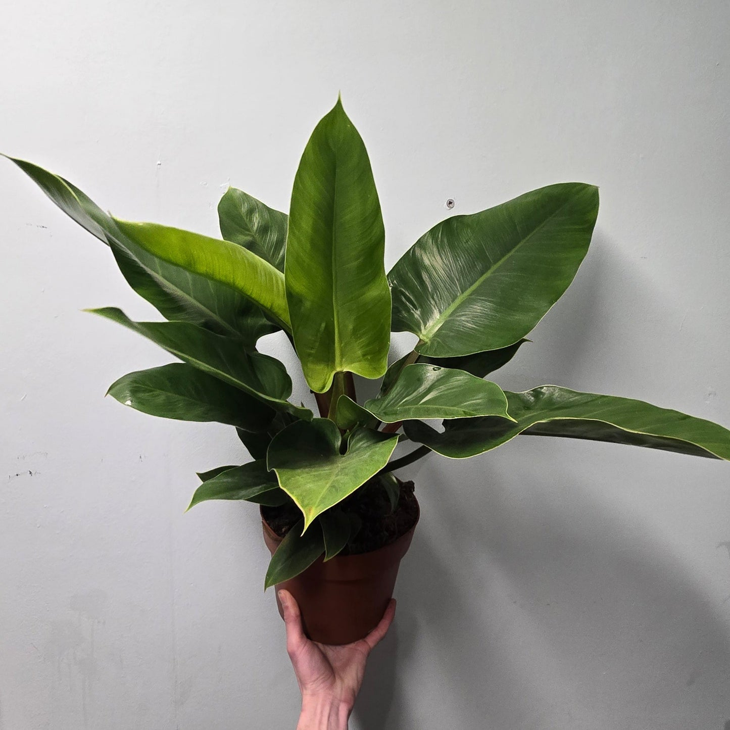Philodendron Imperial Green