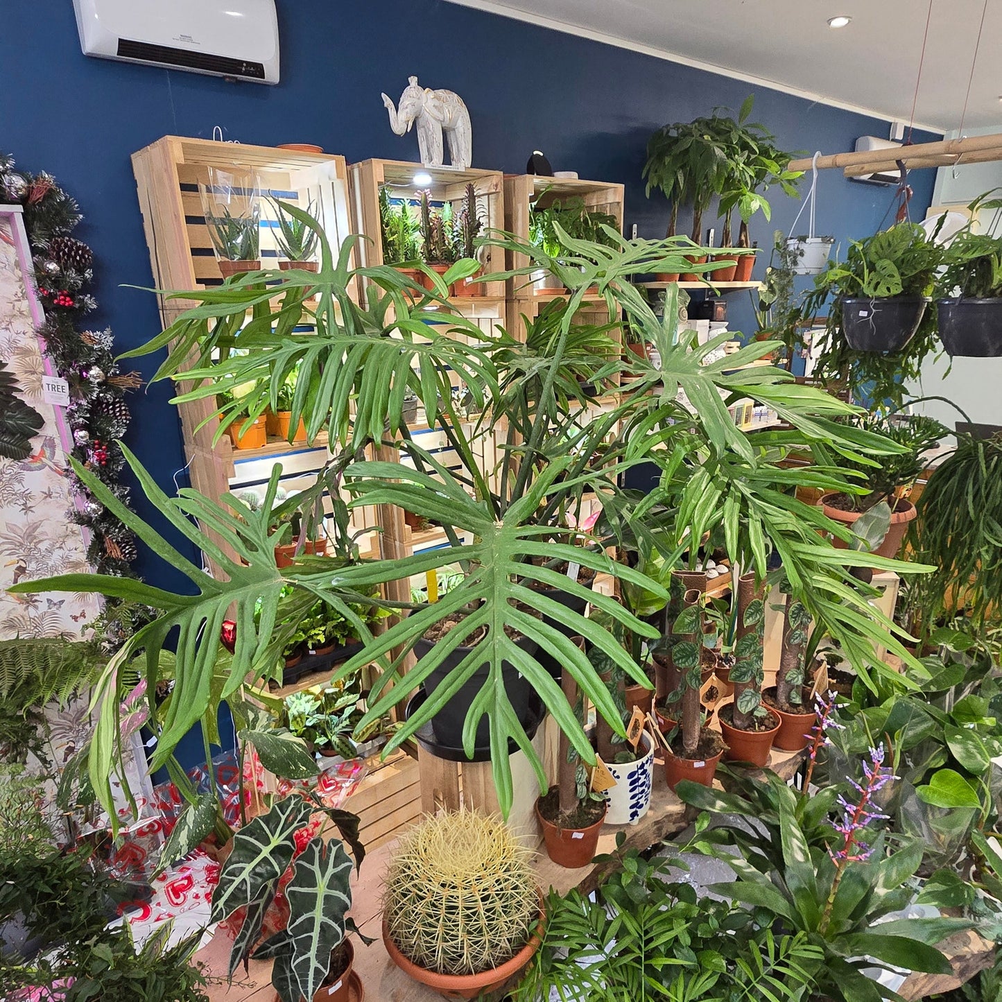 Rare Philodendron Elegans - 100cm