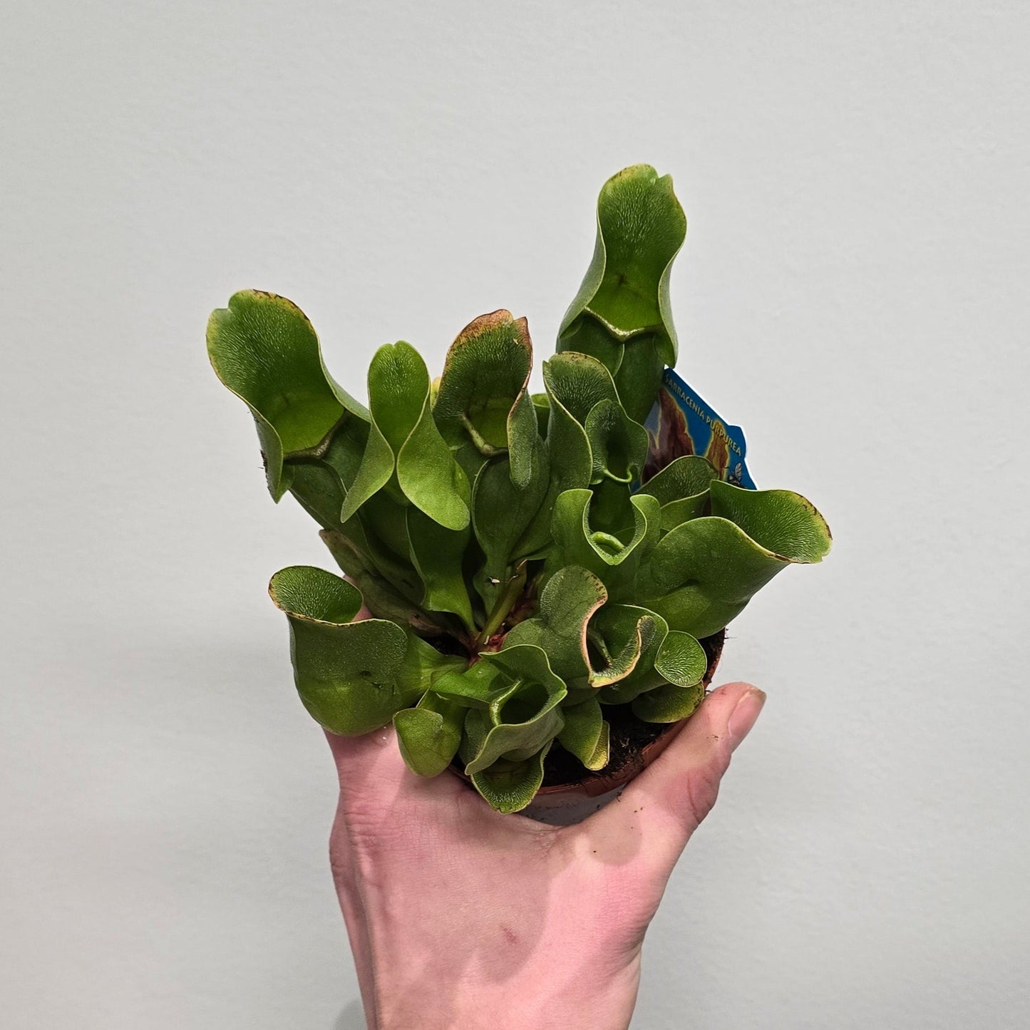 Pitcher Plant