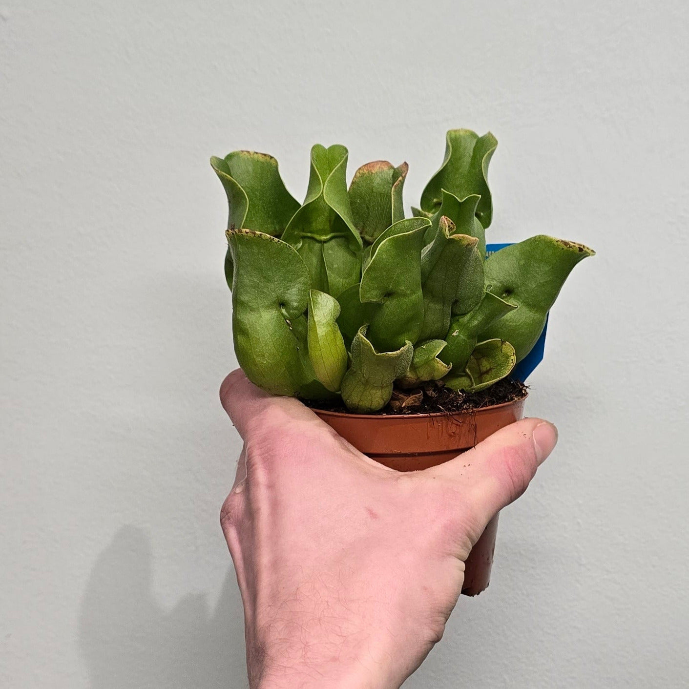 Pitcher Plant