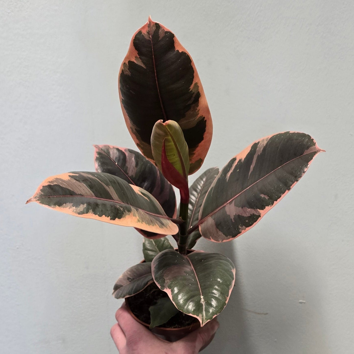Ficus Belize Pink Rubber Plants 30-40cm