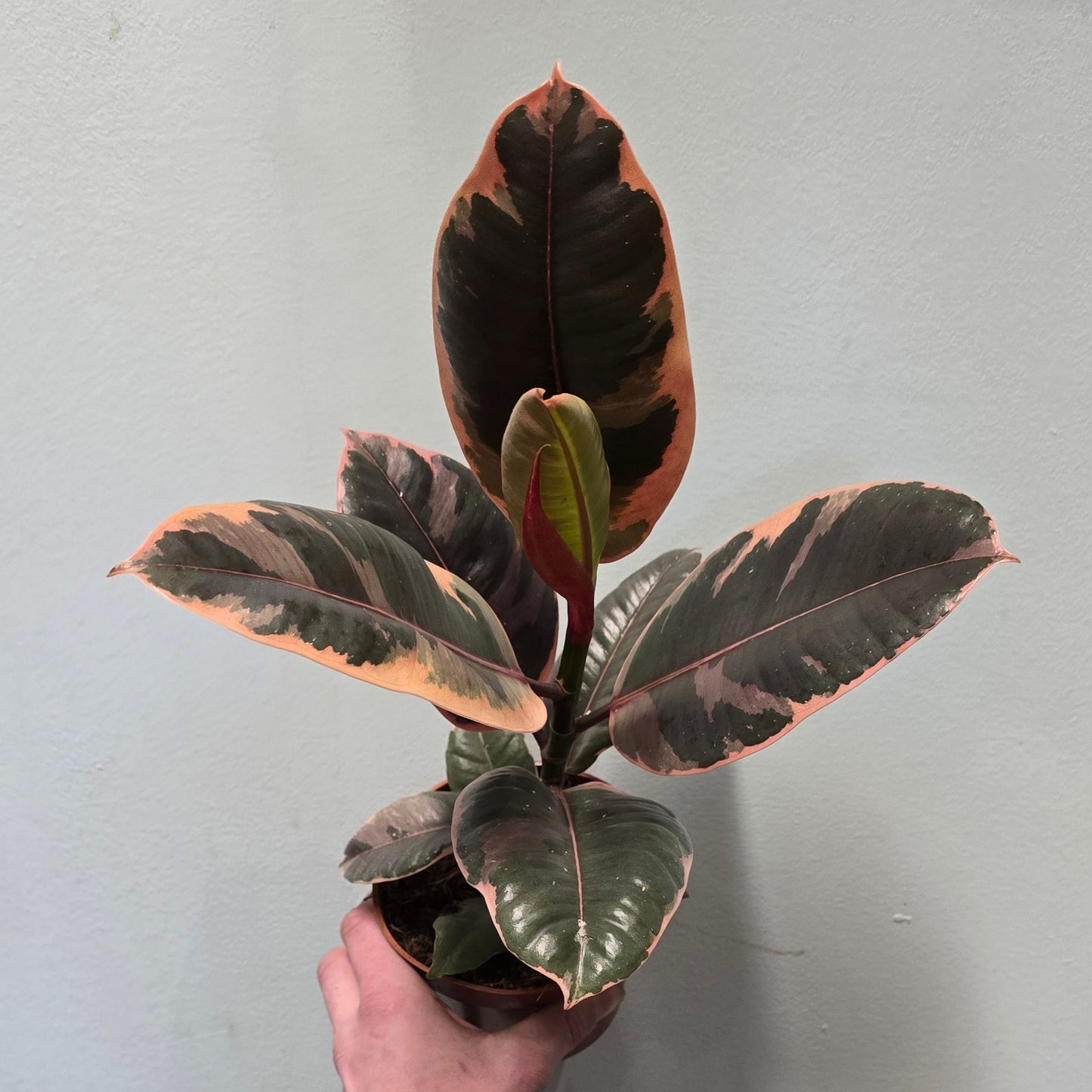 Ficus Belize Pink Rubber Plants 30-40cm