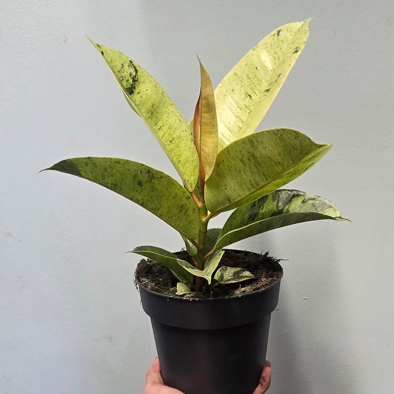Moonshine Ficus 30-40cm