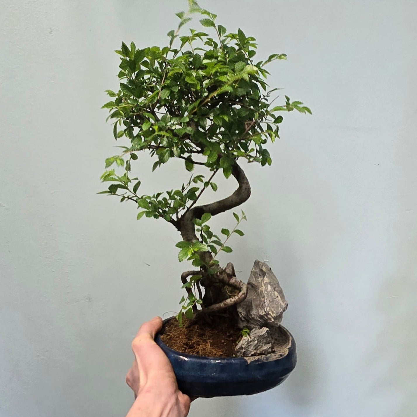 Bonsai Trees - Mixed