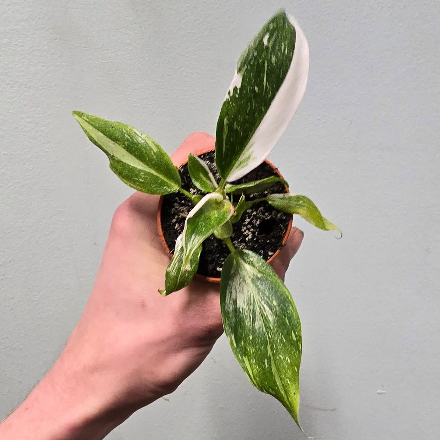 Mini Philodendron - White Princess