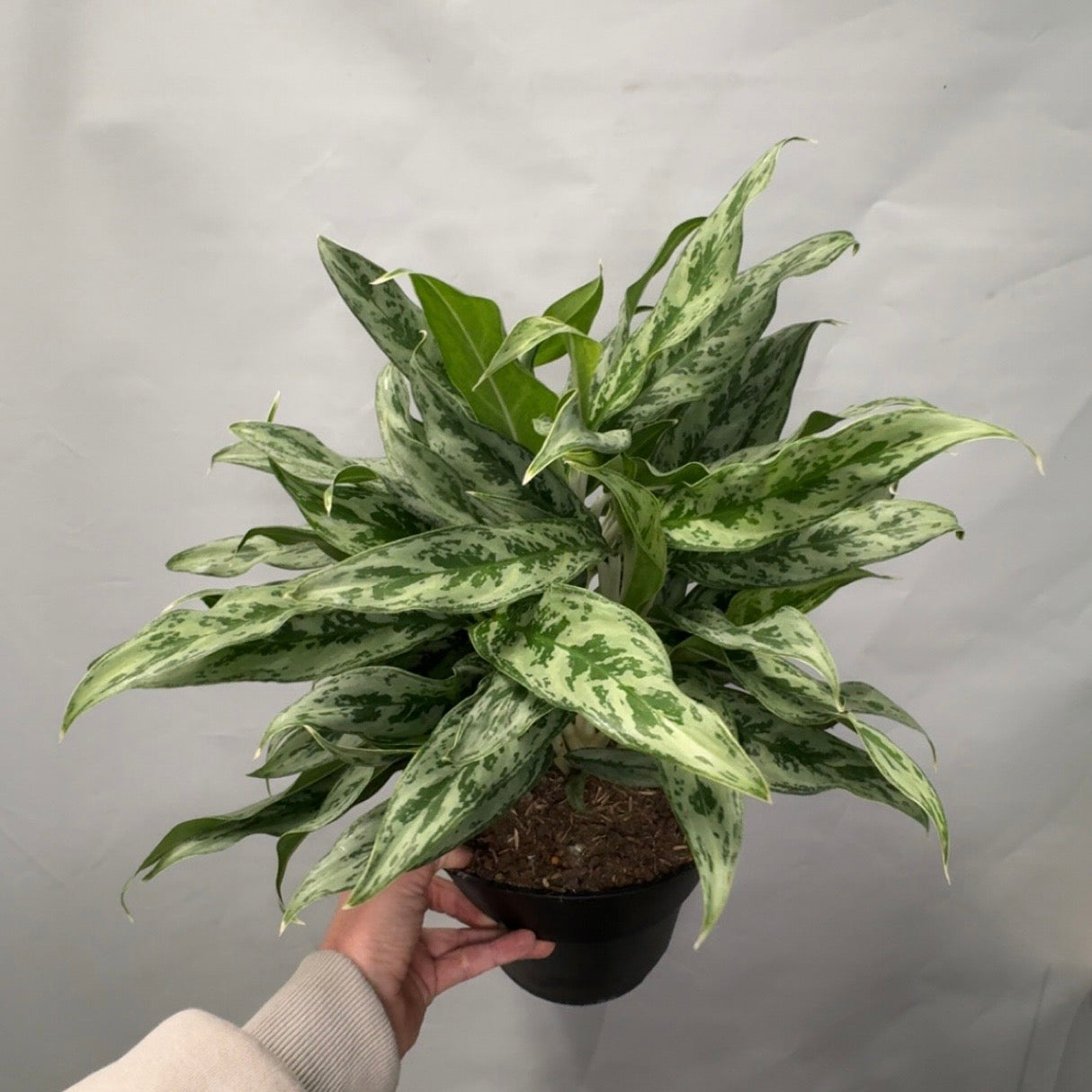 Aglaonema - Greyhound