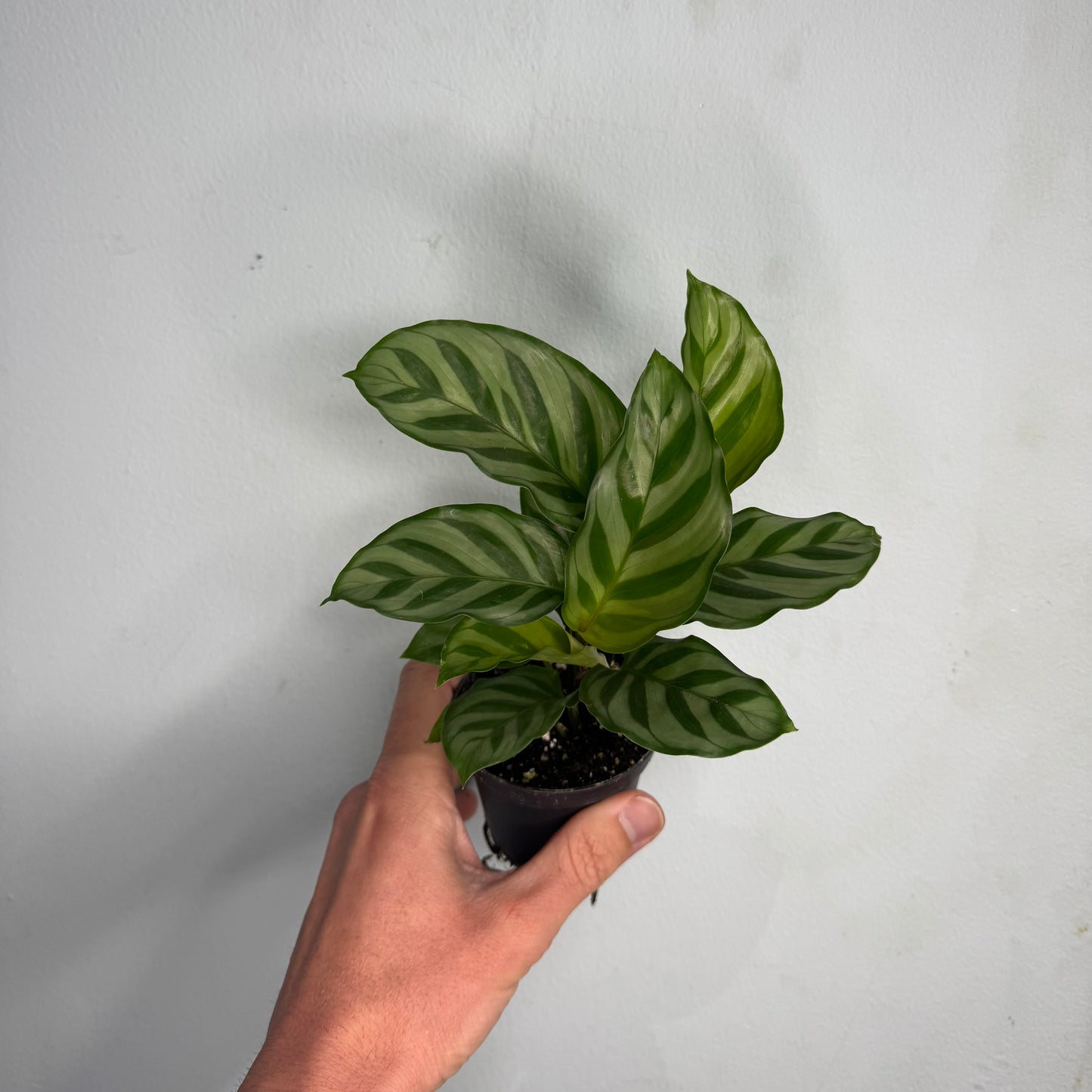 Mini Calathea Freddie