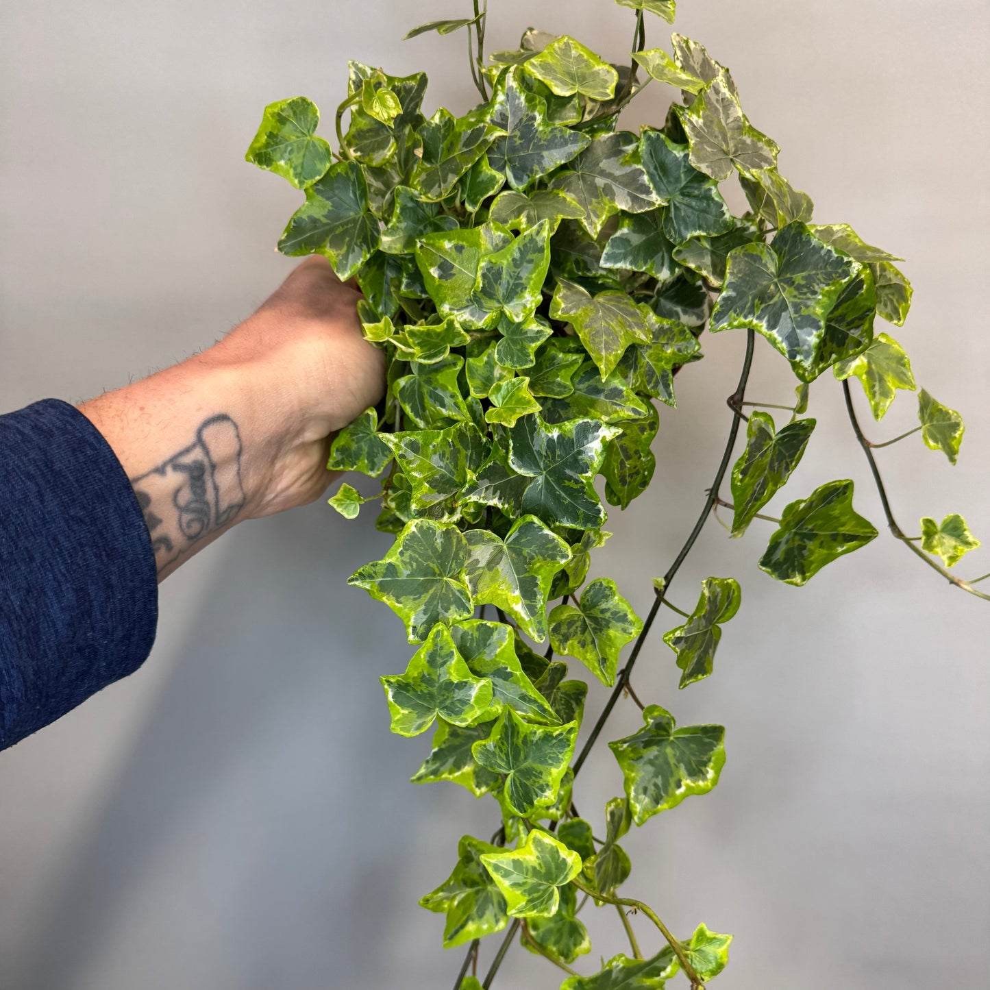 Hedera Helix - Ivy - Mixed