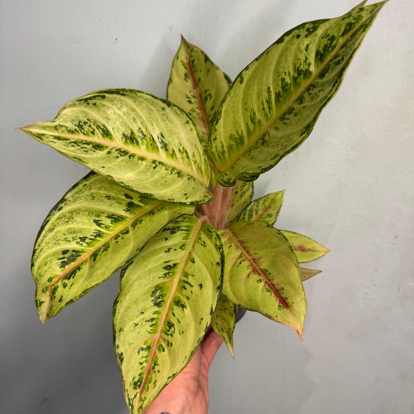 Aglaonema Chartreuse Pretty