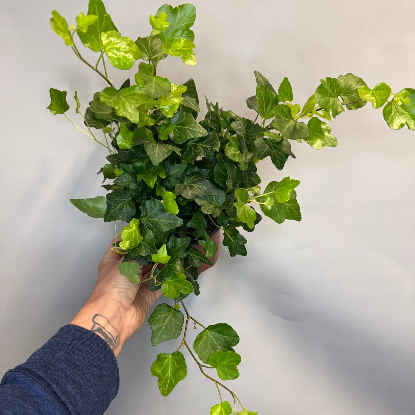 Hedera Helix - Ivy - Mixed