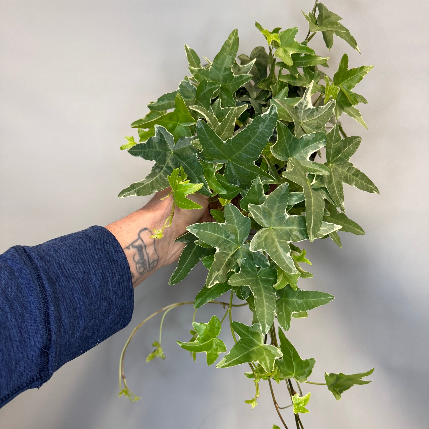 Hedera Helix - Ivy - Mixed