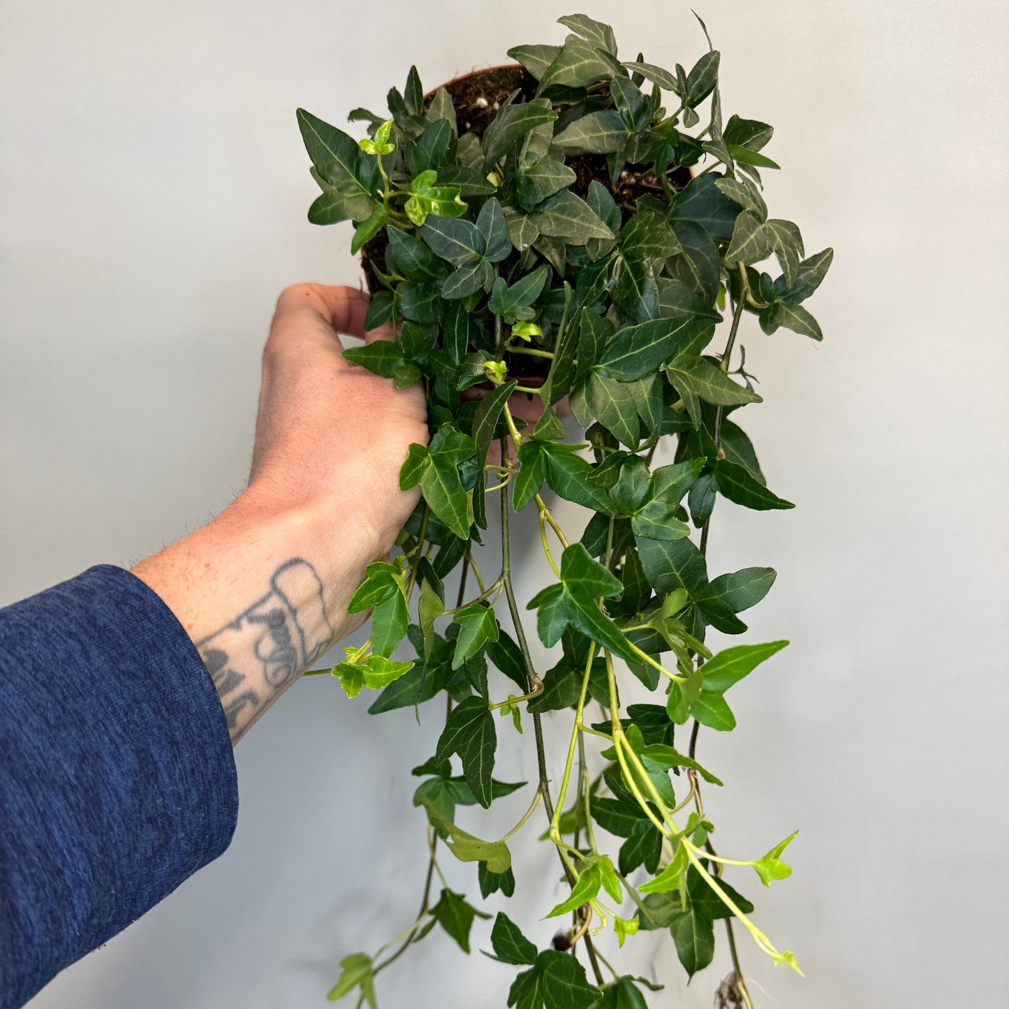 Hedera Helix - Ivy - Mixed