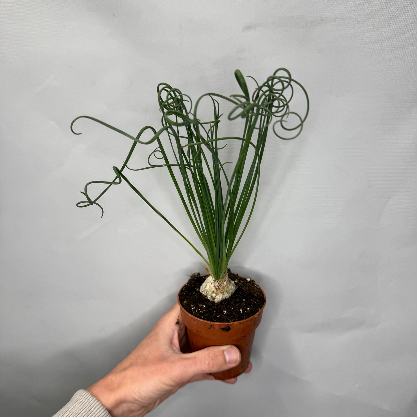 Albuca Spiralis