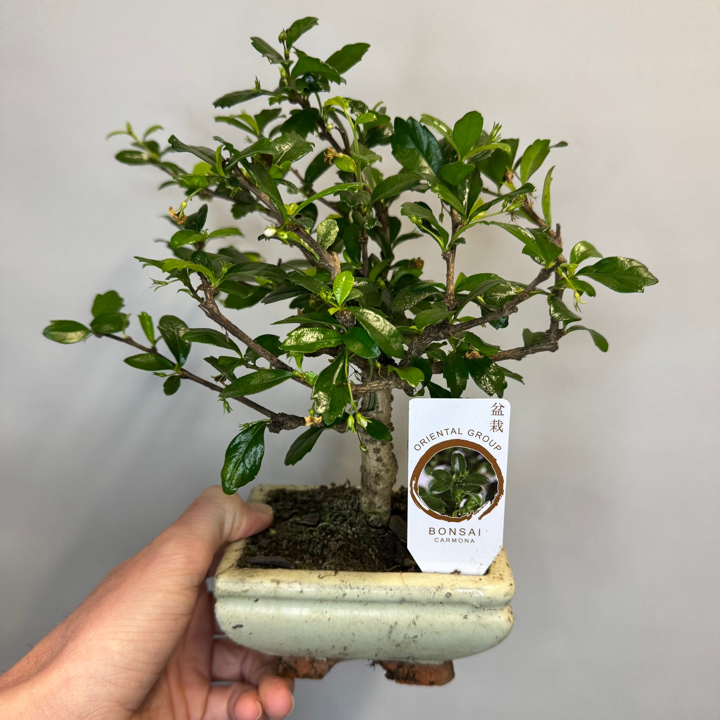 Mini - Bonsai Trees