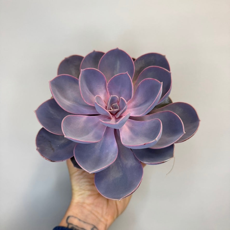 Mixed Succulents