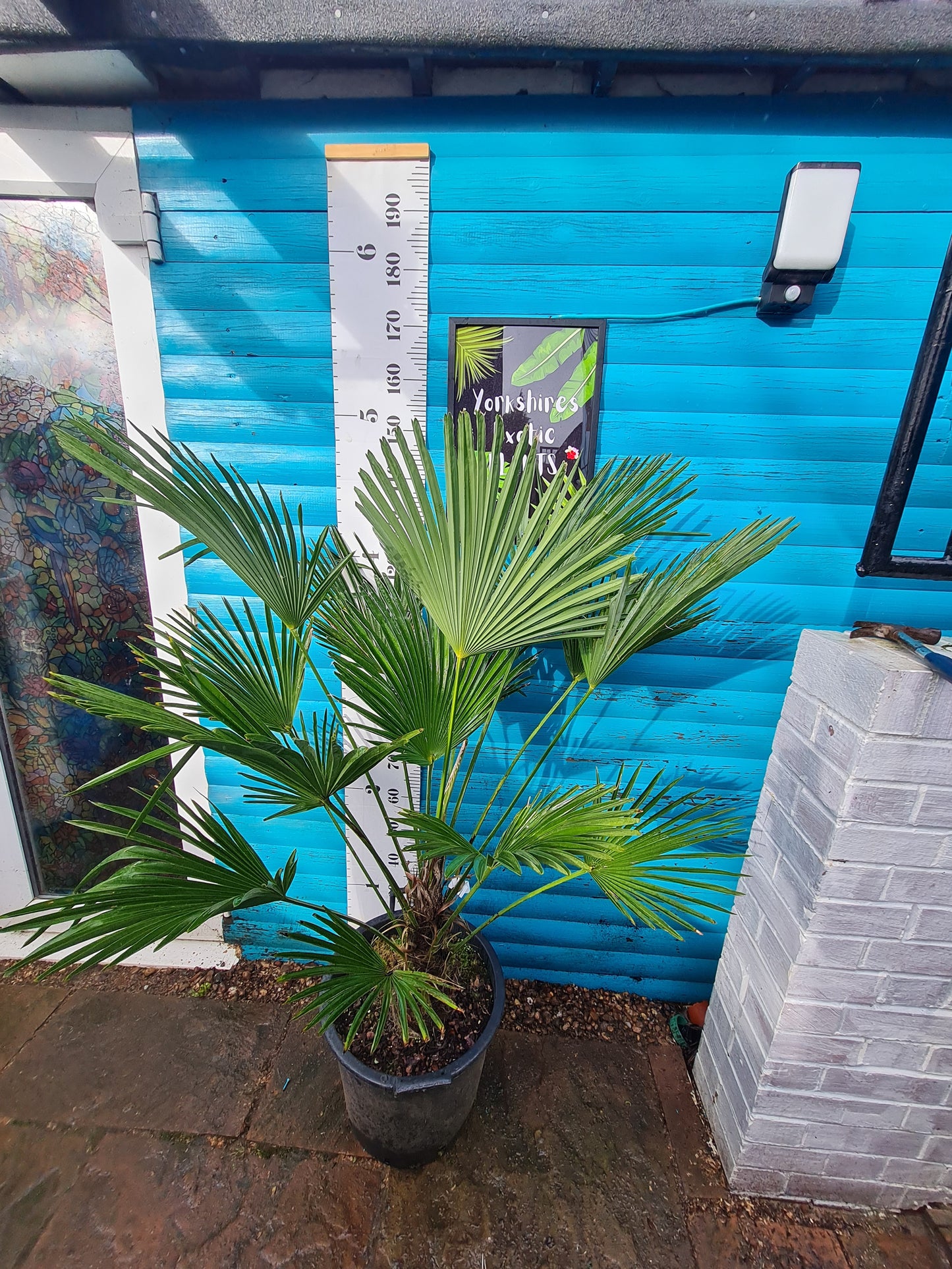 Trachycarpus Wagnerianus 30L