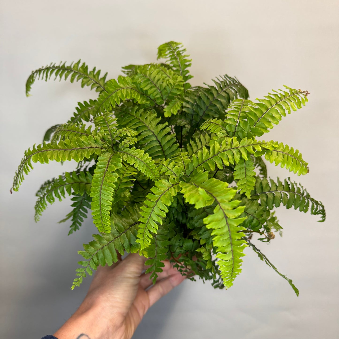 Rough Maidenhair Fern