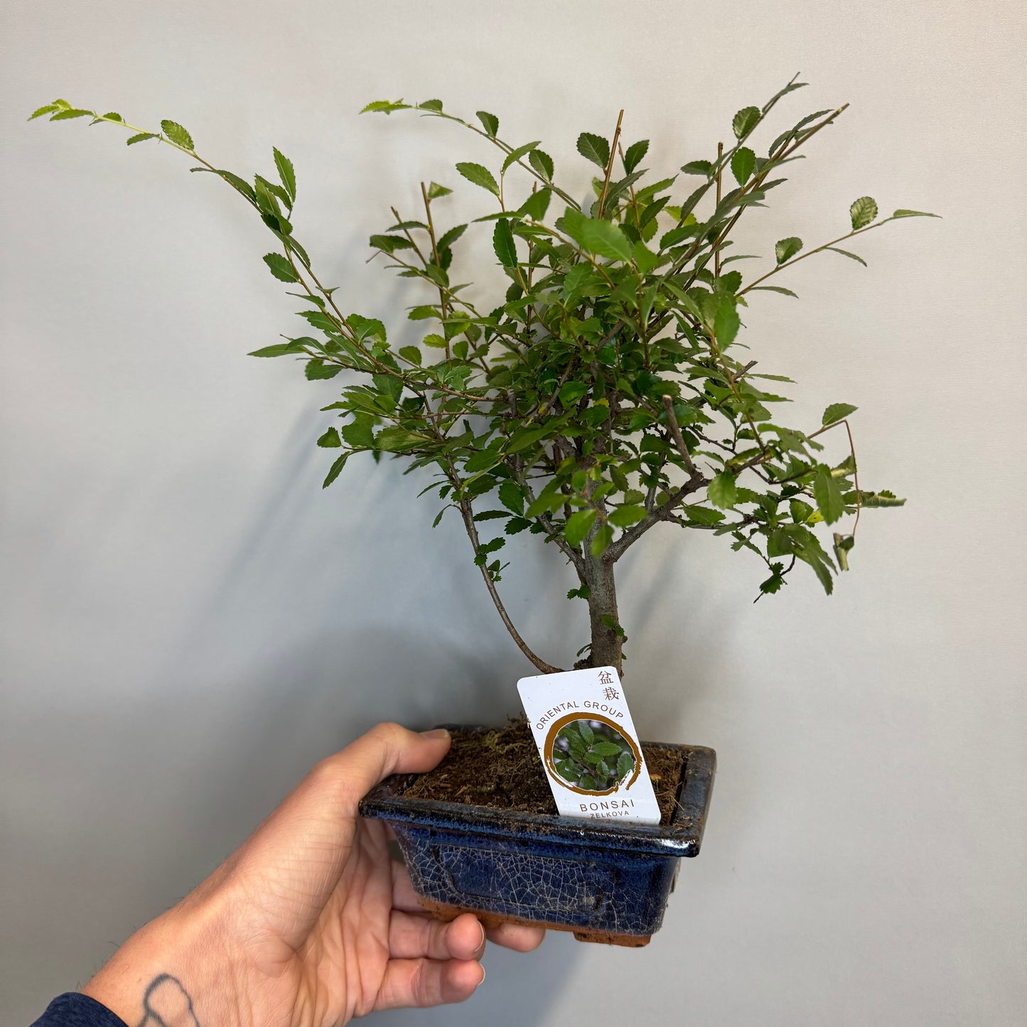 Mini - Bonsai Trees
